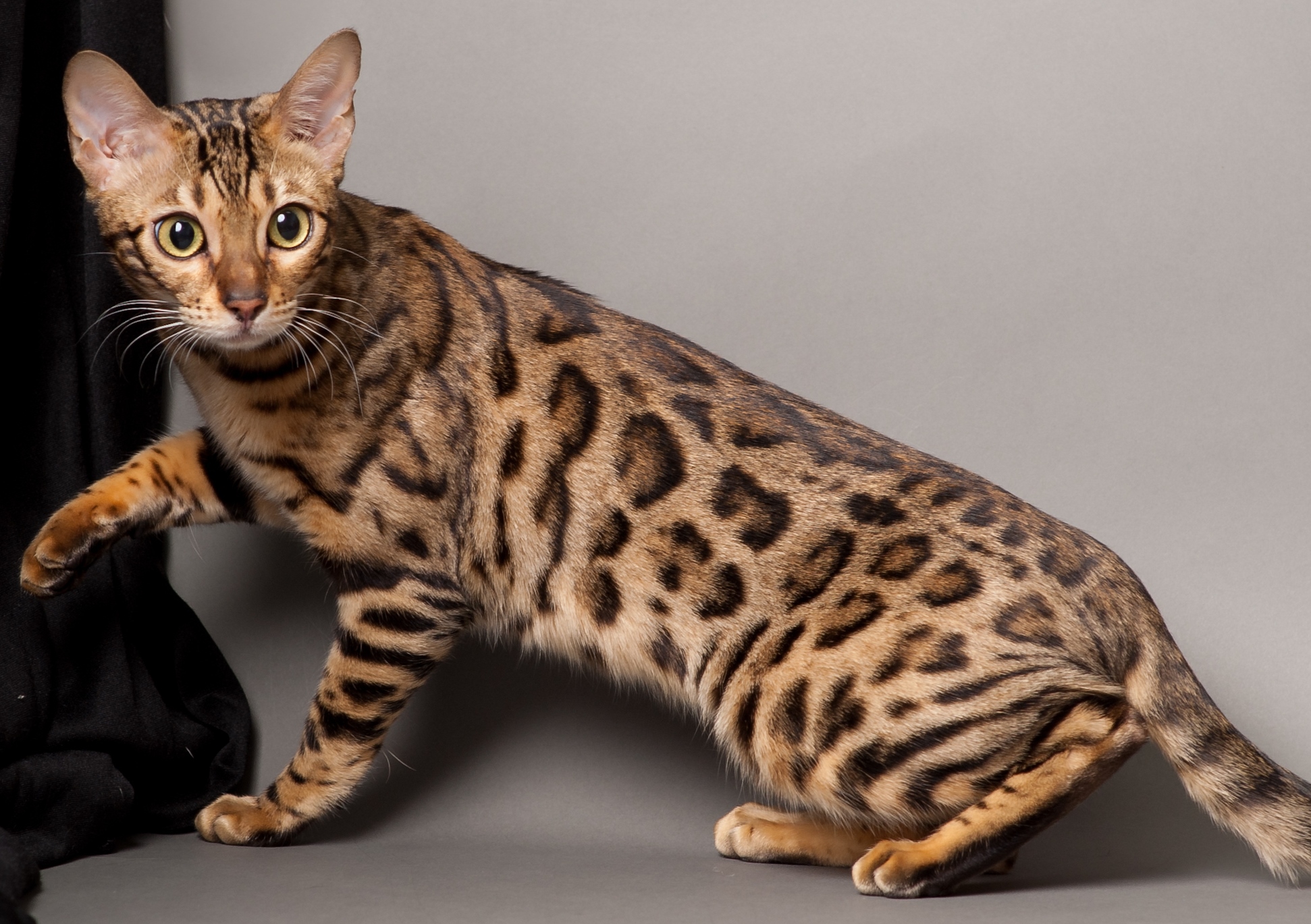 Рассмотрите фотографию пятнистой кошки породы бенгальская. Бенгальский кот. Кошки бенгальской породы. Бенгальская Саванна кошка. Кошка пятнистая Бенгальская.