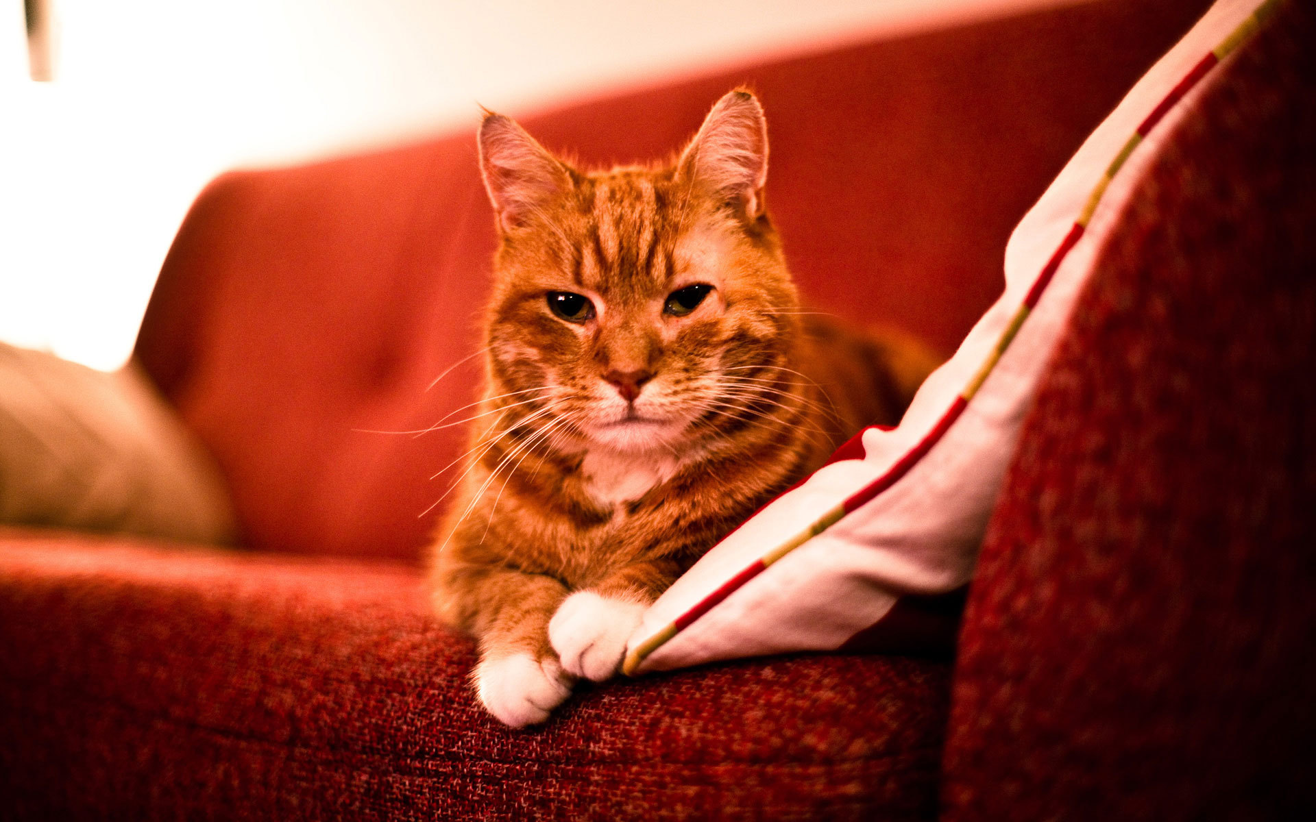 Zastaki.com - Взрослый рыжий кот на диване