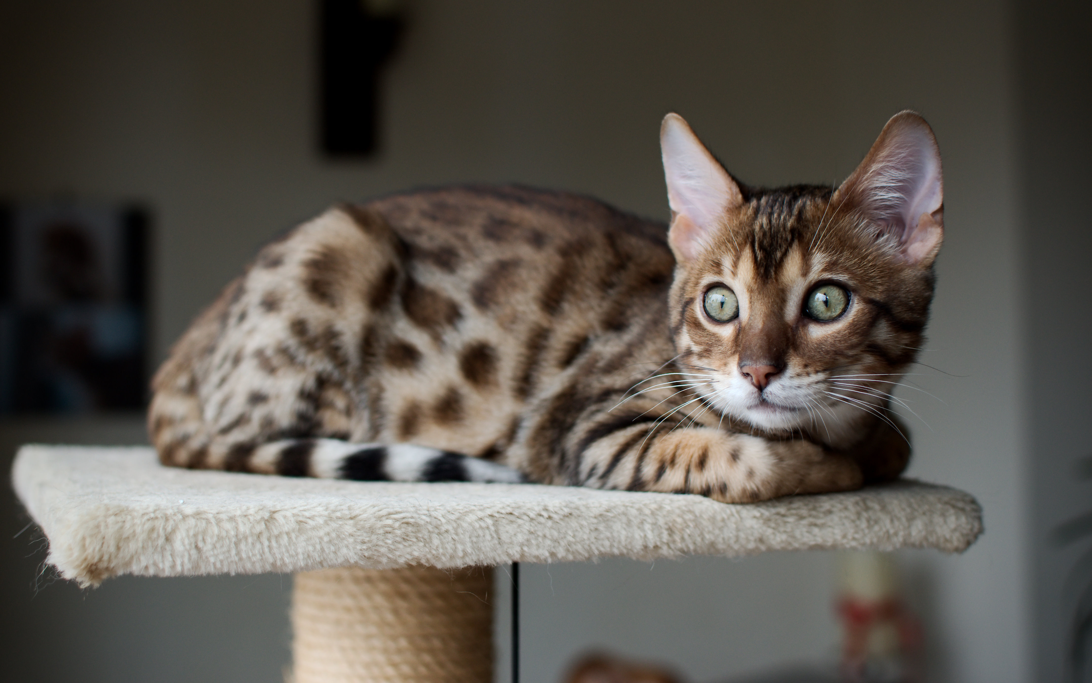 Пестрый кот. Бенгальская кошка. Кошки бенгальской породы. Кошка пятнистая Бенгальская. Порода кошек бенгалы.