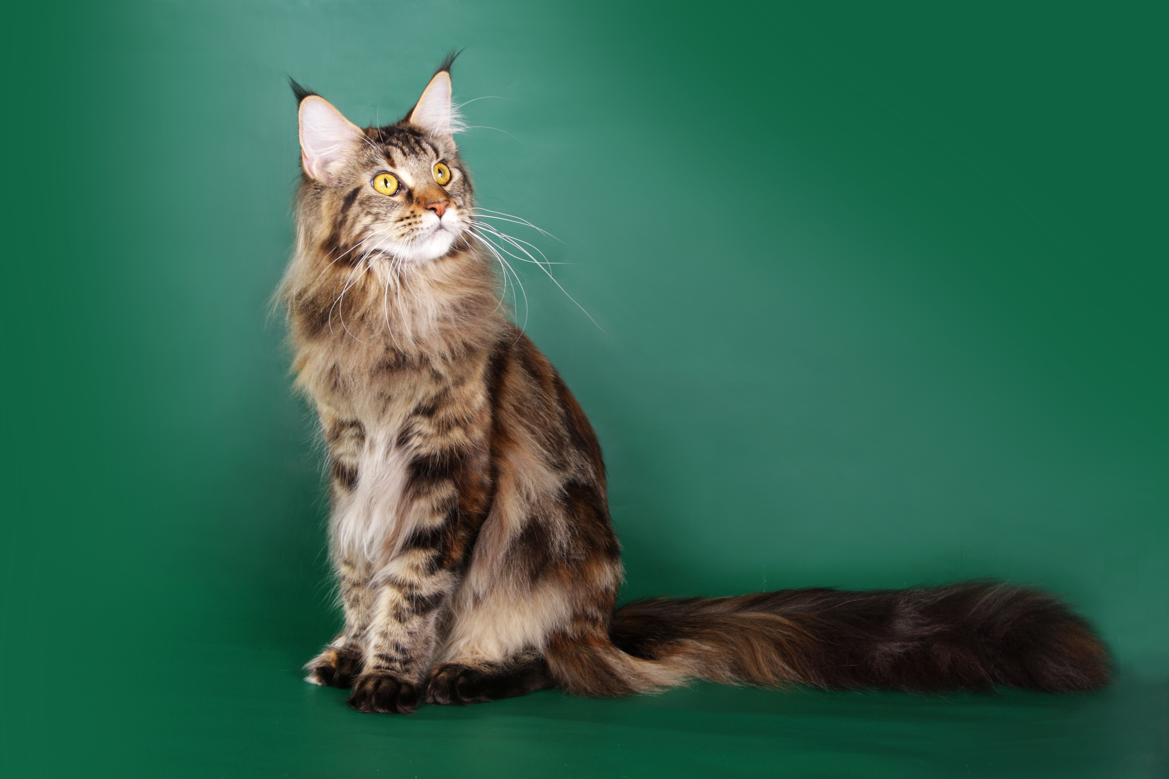 Zastaki.com - Красивый кот мейн-кун на зелёном фоне