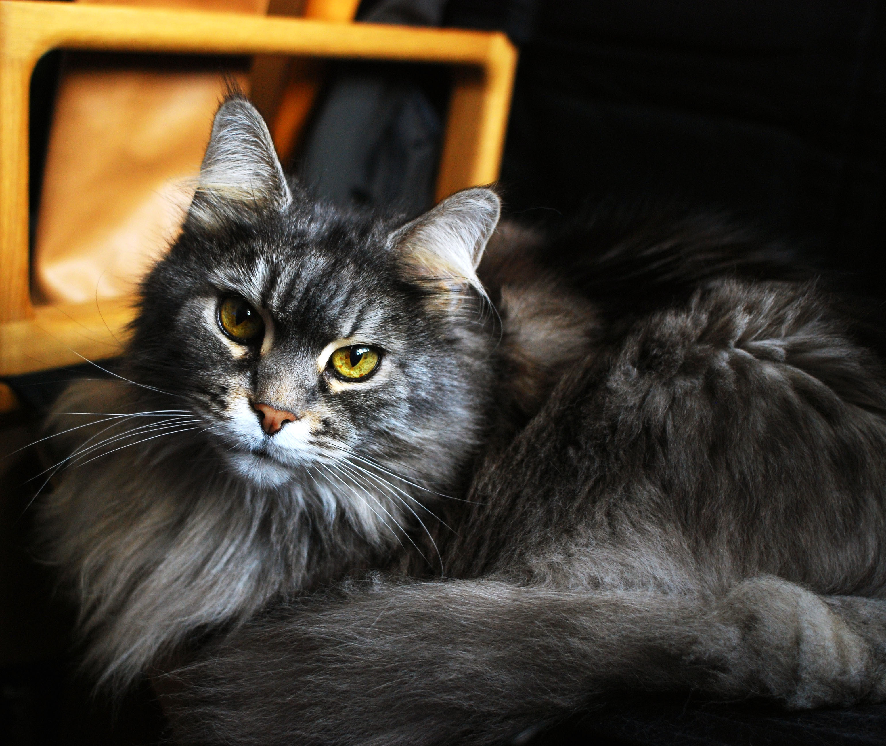 Zastaki.com - Красивый кот мейн-кун с зелёными глазами