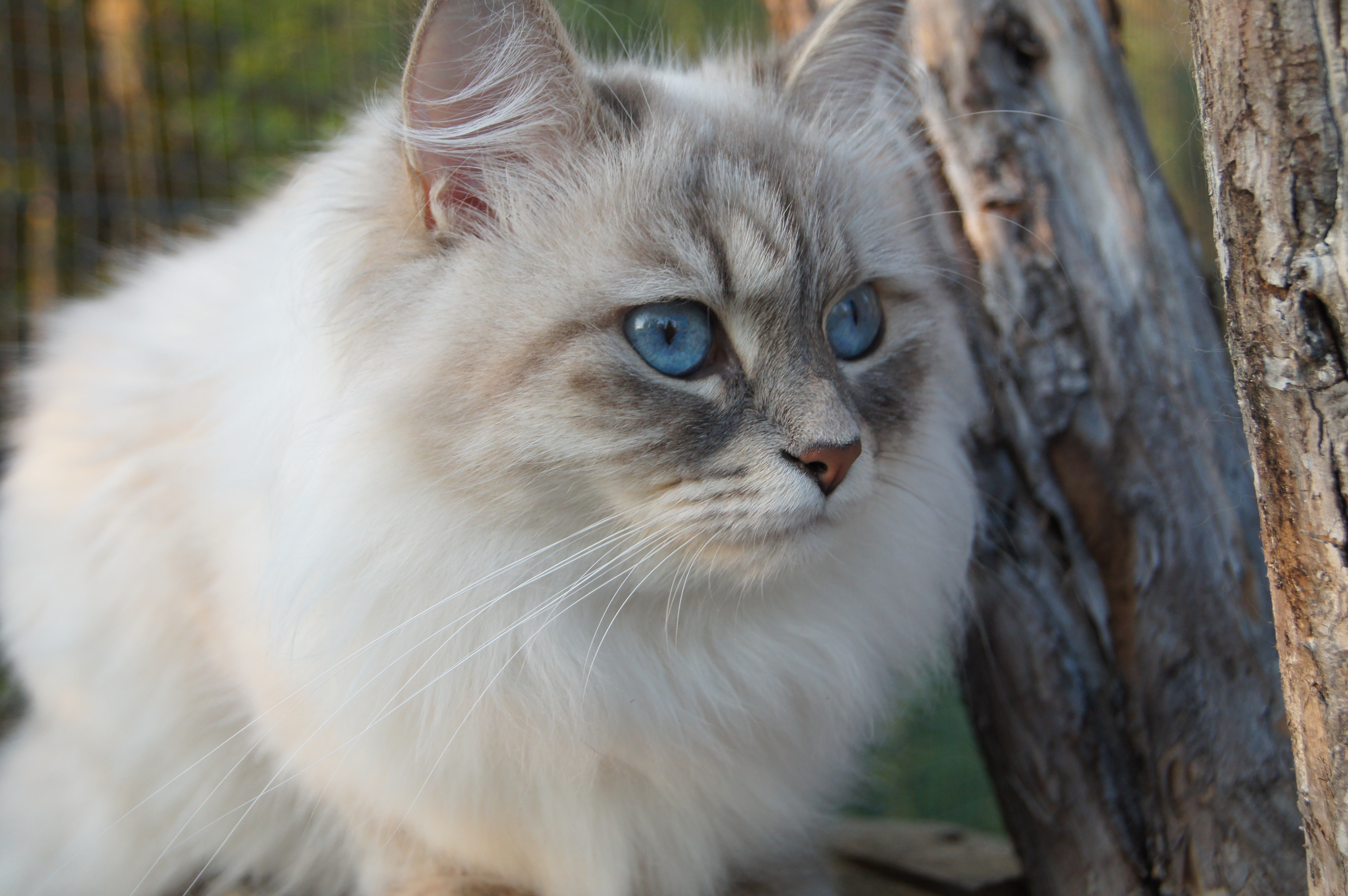 Zastaki.com - Красивый сибирский кот среди деревьев