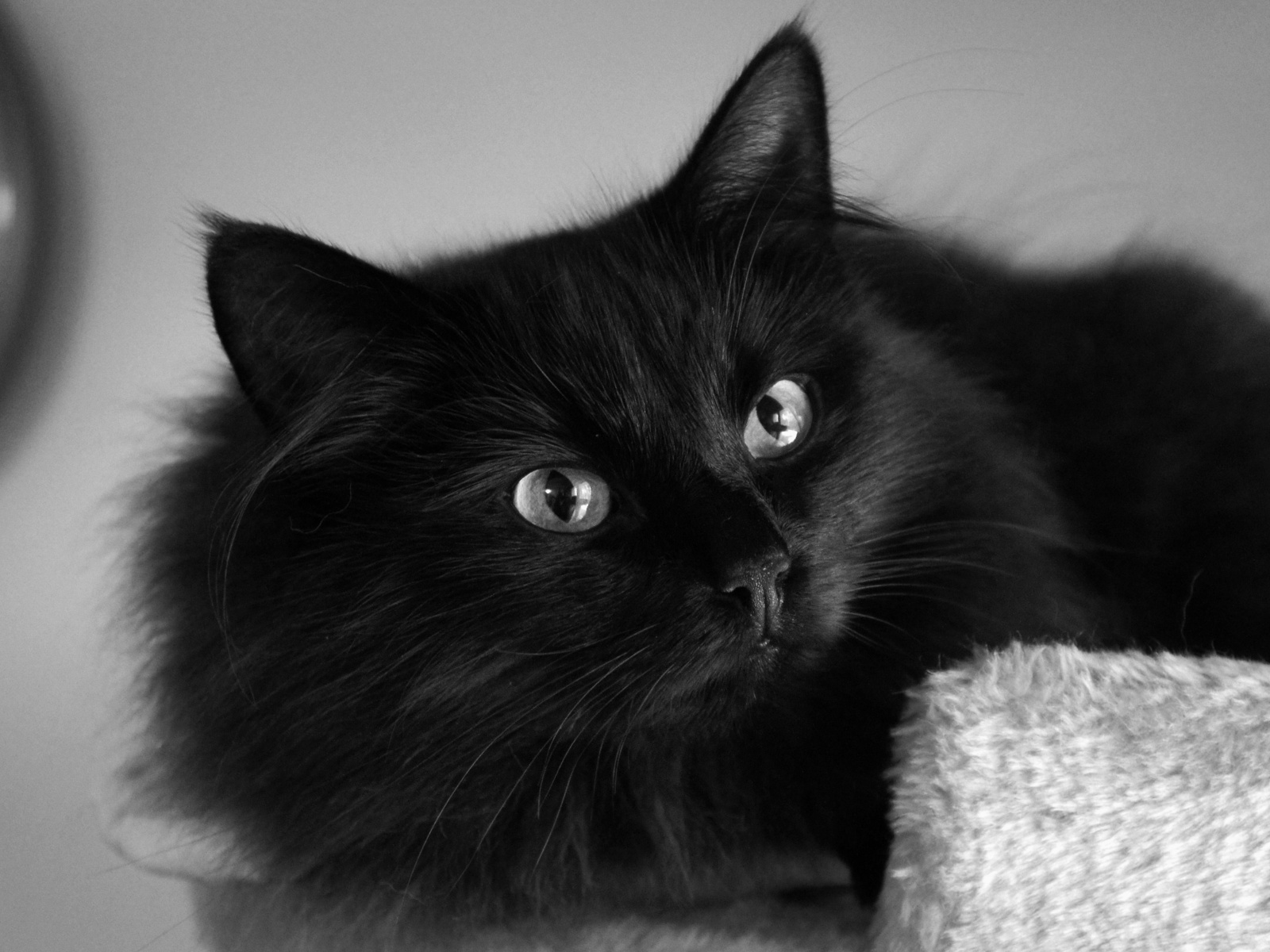 Beautiful fluffy black cat with intense stare