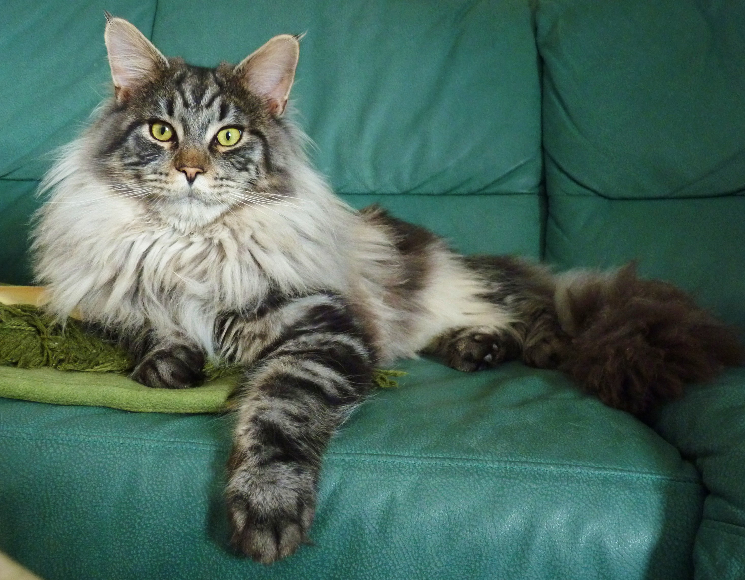 Beautiful silver Maine Coon cat on a sofa wallpapers and images ...