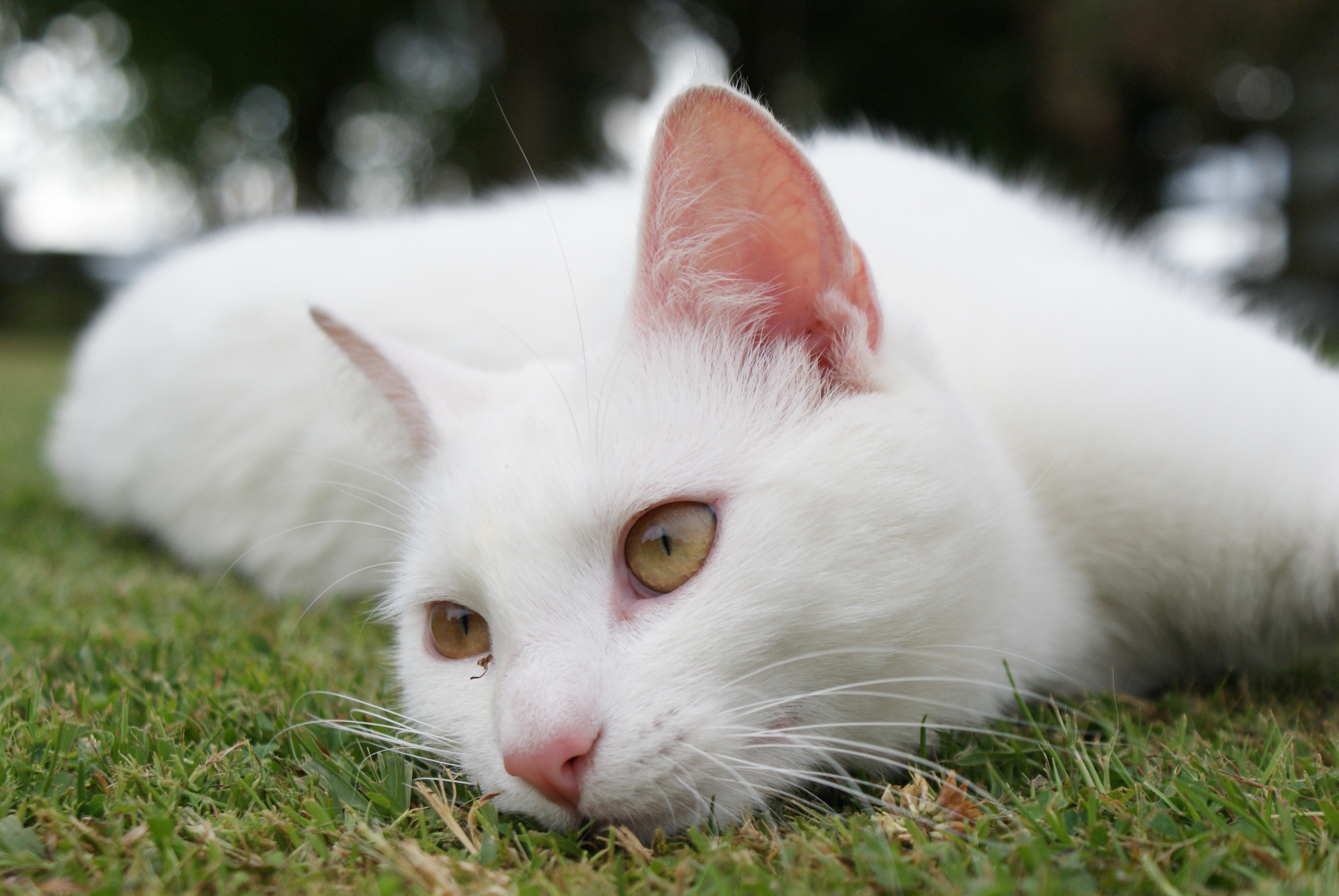 Старая белая кошка. Ангорская кошка альбинос. Ангорская кошка короткошерстная. Турецкий Ван альбинос. Турецкая ангора короткошерстная.