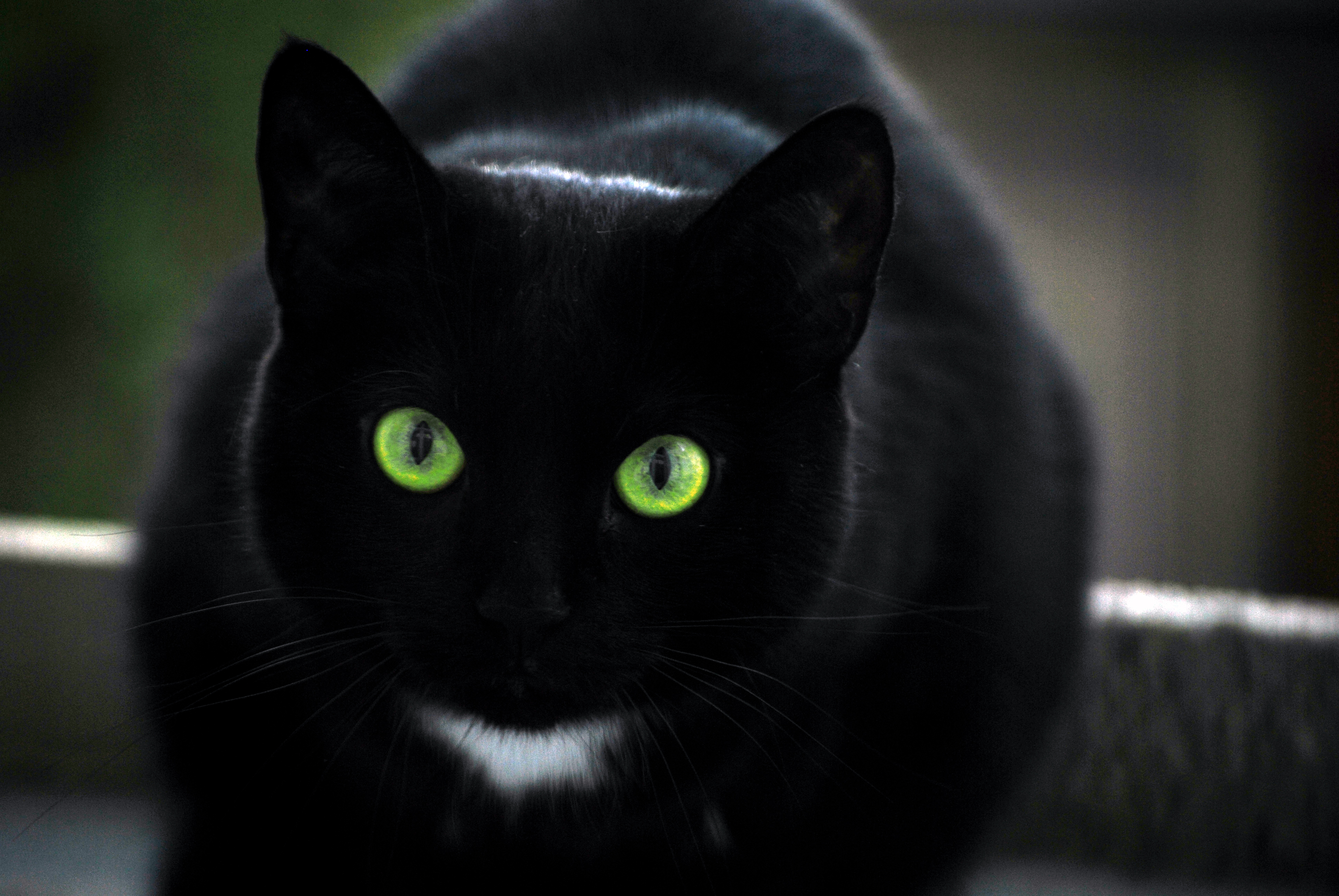 Черных картинках. Бомбейская кошка черно белая. Бомбейская кошка с зелеными глазами. Кошка порода Бомбейская чёрная зеленые глаза. Черная Бомбейская кошка с зелеными глазами.
