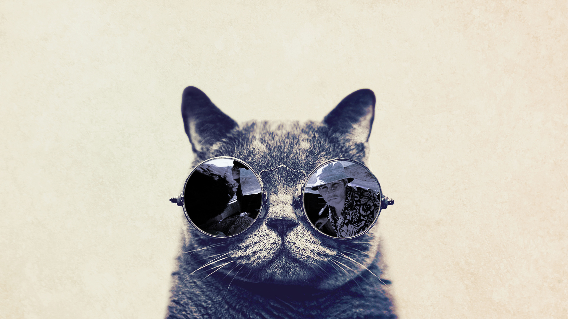 Фон на вацап. Кот в очках. Крутой кот в очках. Картинки на рабочий стол кот в очках. Котик в солнечных очках.
