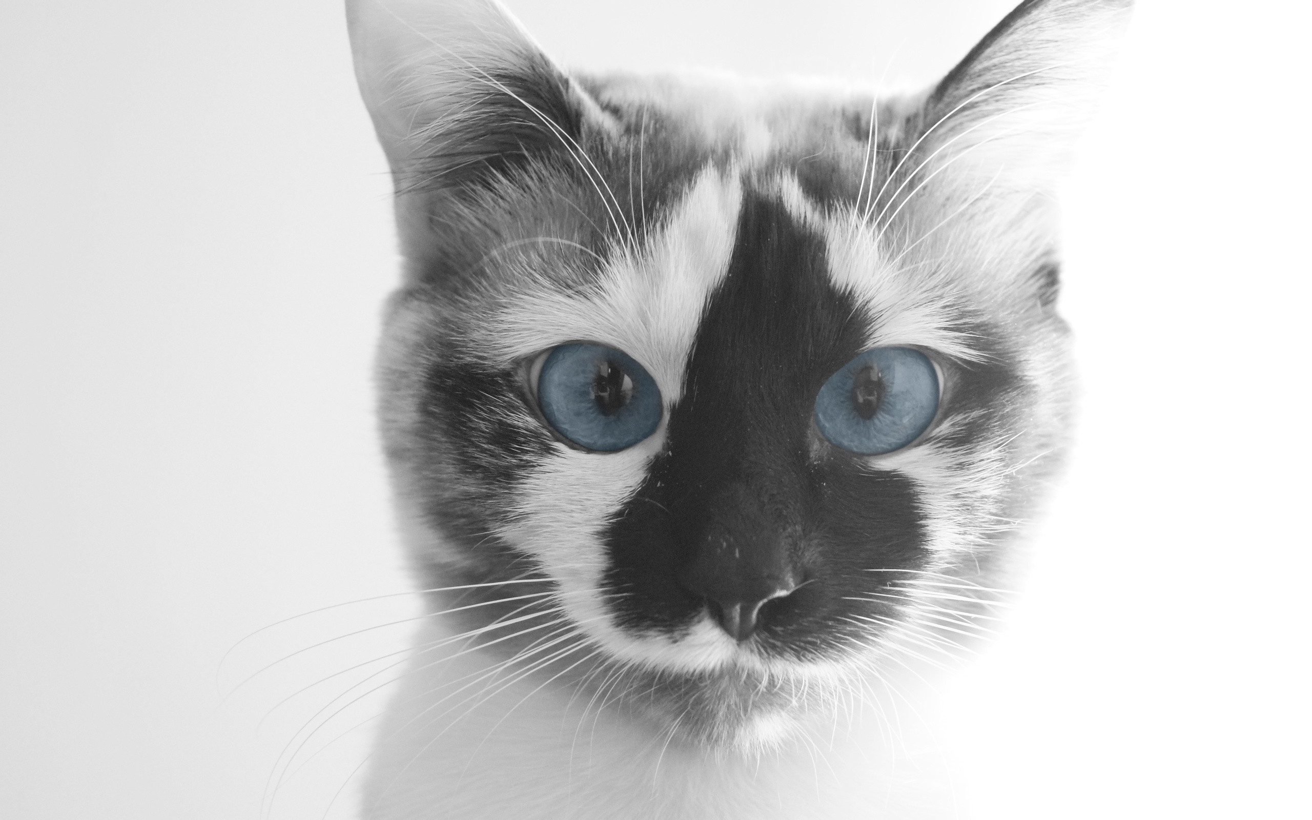 Серые коты с пятнами. Морда кота. Красивая морда кошки. Кошка с голубыми глазами. Красивая кошка с голубыми глазами.