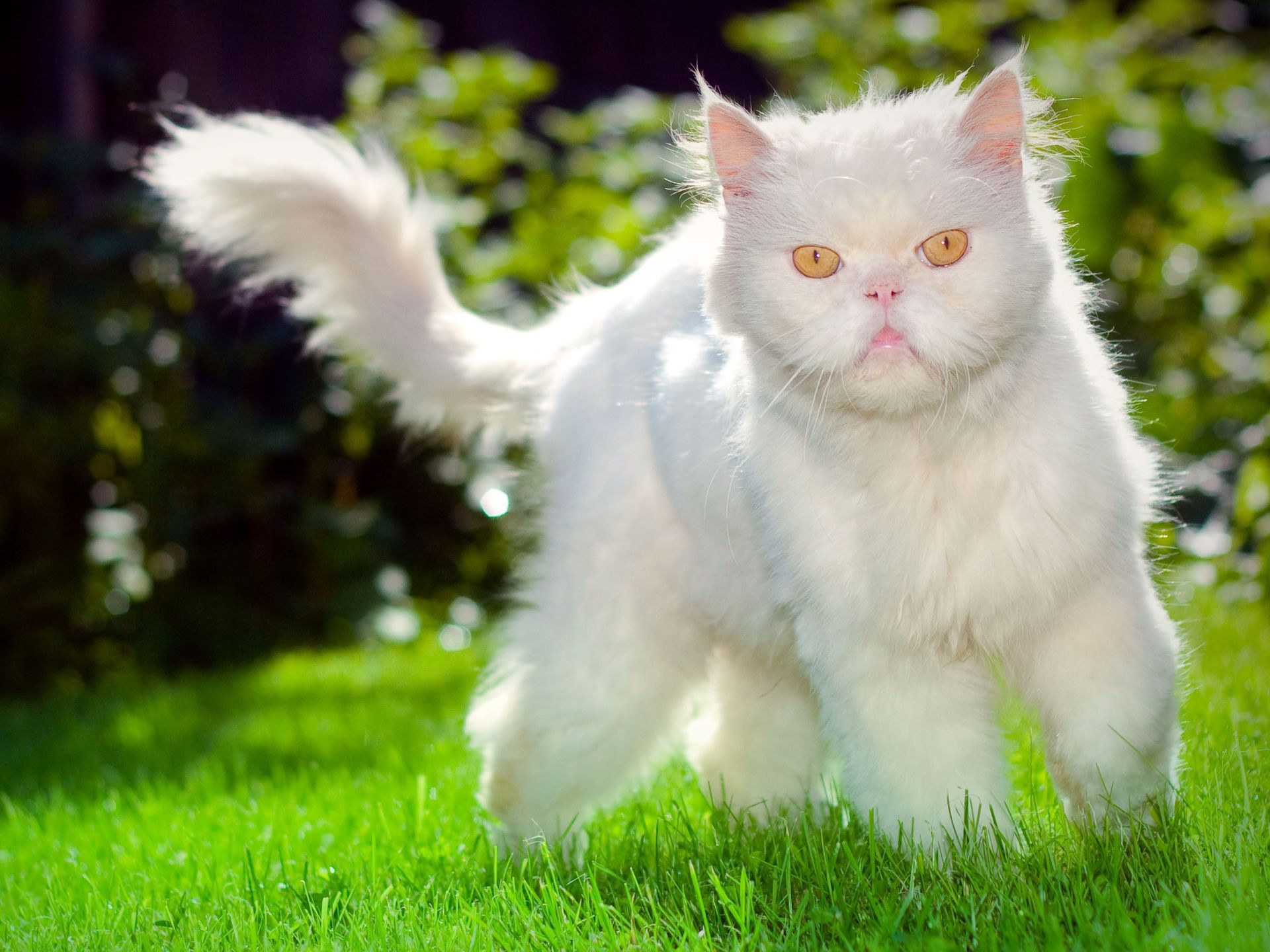 Полная киса. Пушистая кошка. Пушистый котик. Кот пушистый белый. Белая пушистая кошка.
