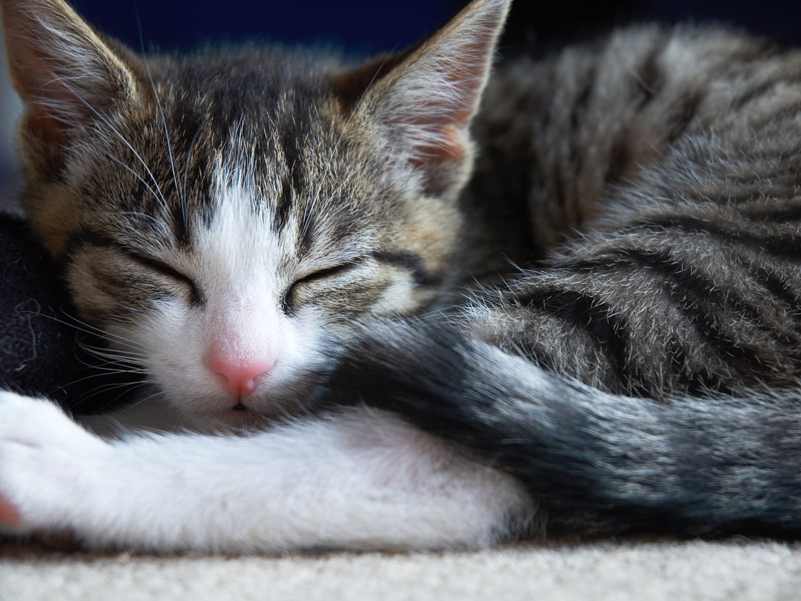 Little cute sleeping cat wallpapers and images - wallpapers, pictures ...