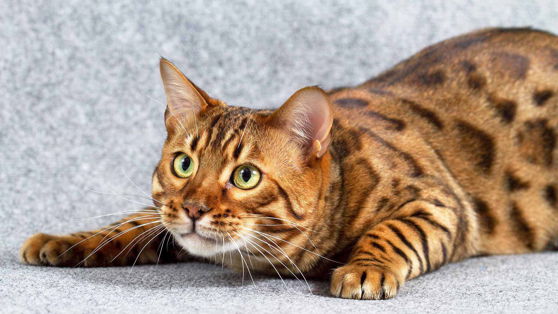 bengal cat