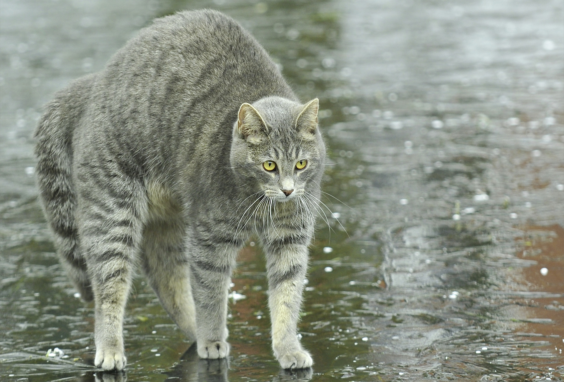 Playful Gray Cat In The Rain Wallpapers And Images Wallpapers Pictures Photos