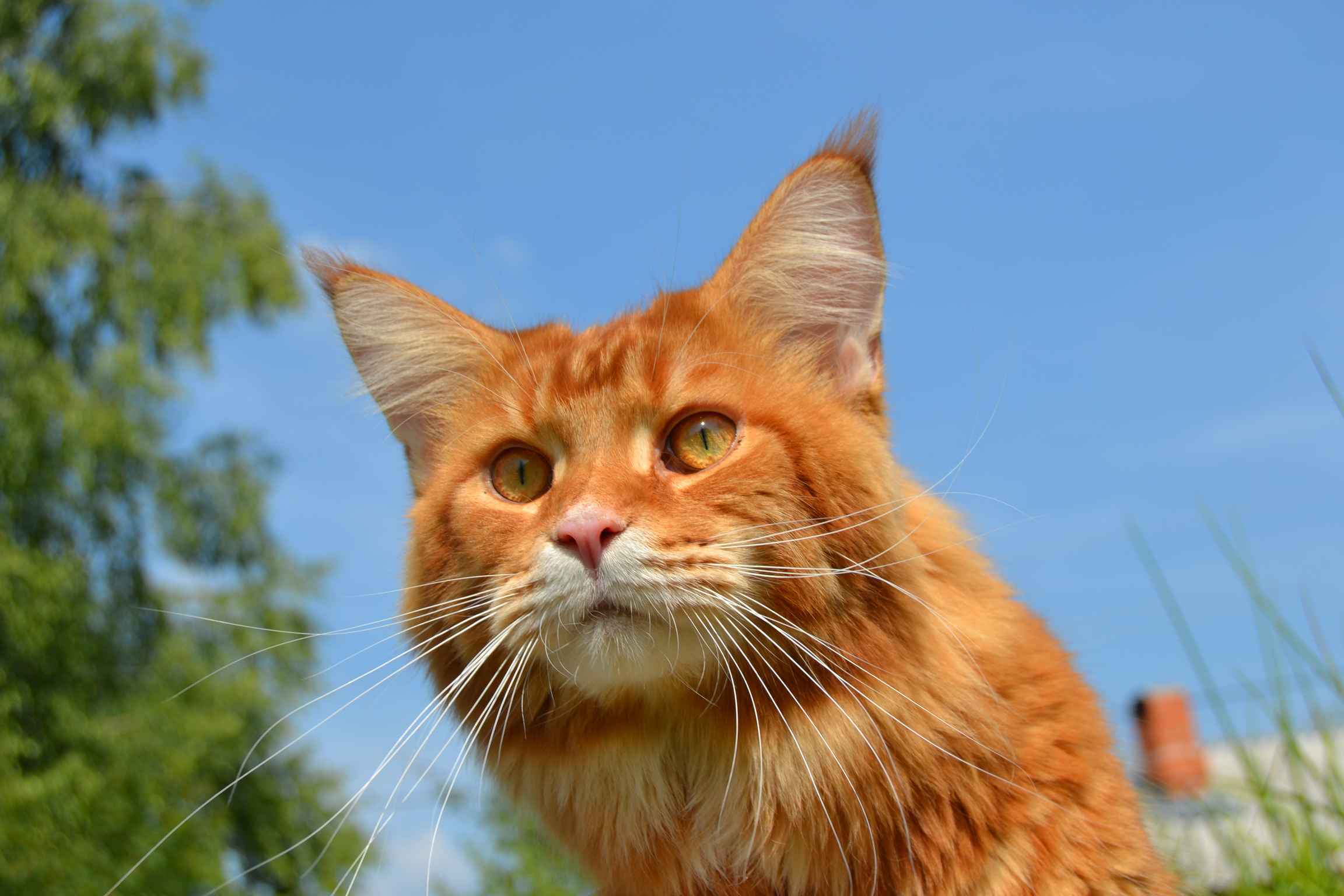 Zastaki.com - Рыжий кот мейн-кун на природе