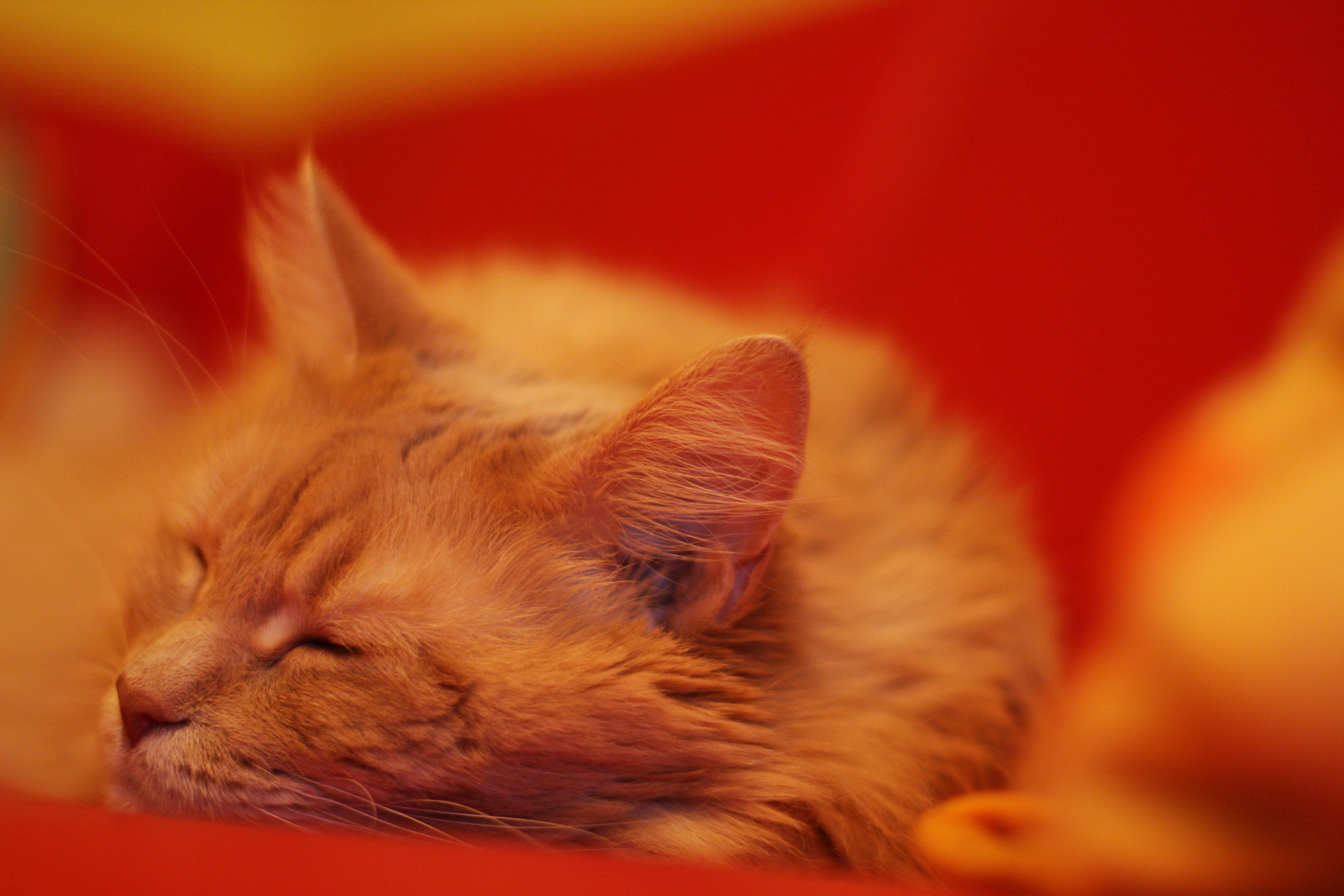 Zastaki.com - Рыжий кот мейн-кун на красном покрывале
