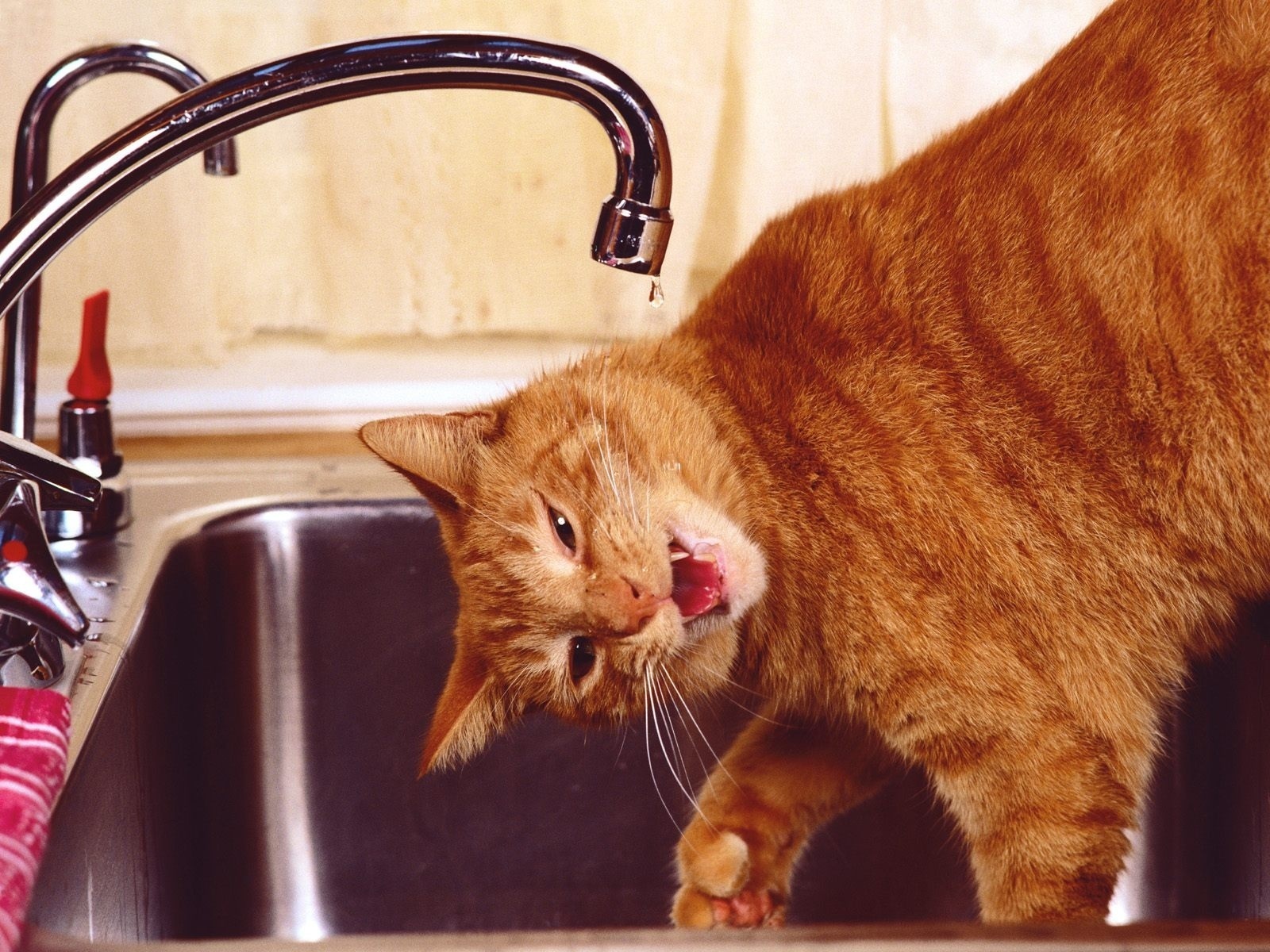 https://www.zastavki.com/pictures/originals/2013/Animals___Cats_Red_funny_cat_drinks_water_046705_.jpg