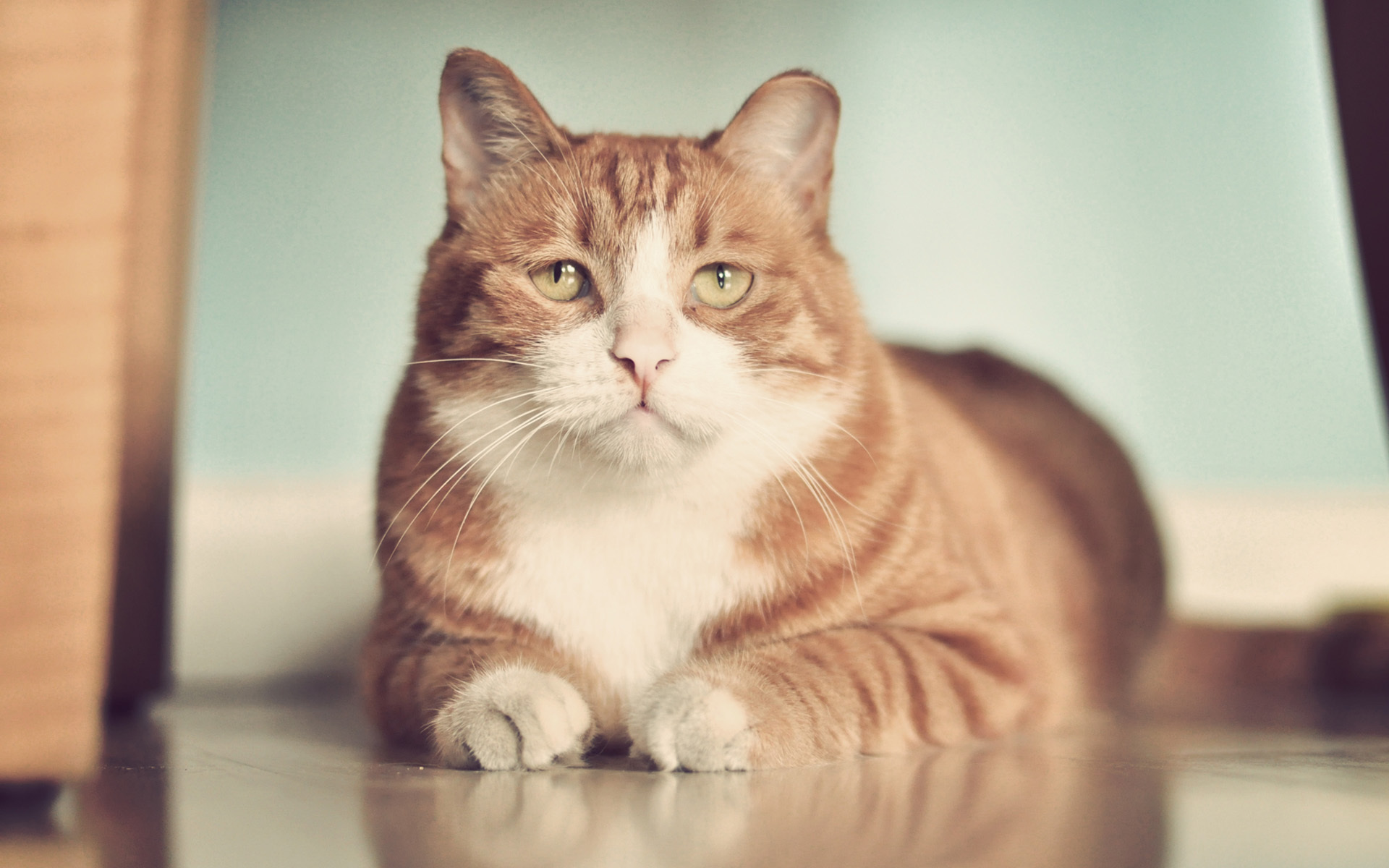 Zastaki.com - Рыжий грустный толстый кот на полу