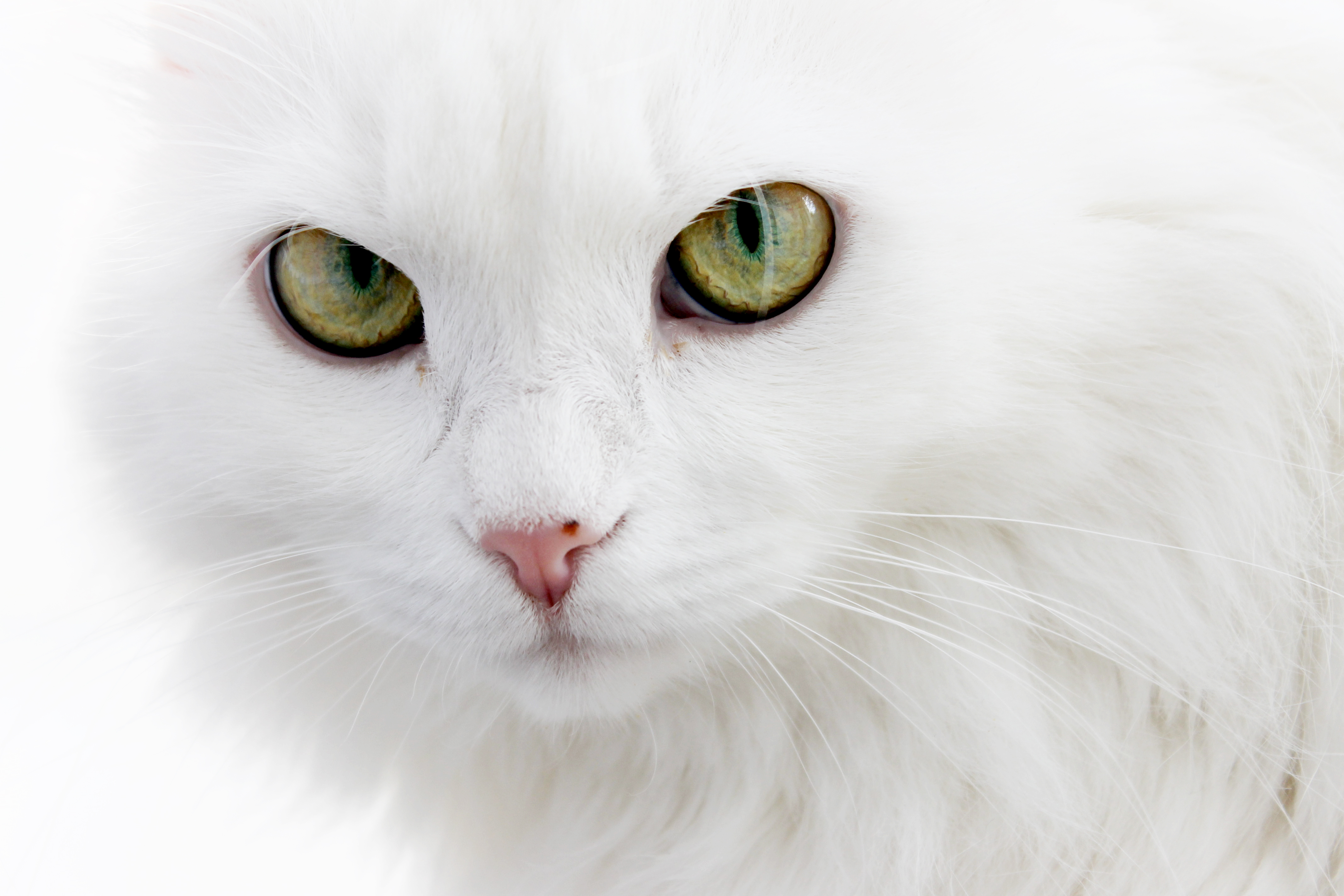 Картинка бела. Турецкий Ван альбинос. Кошкина мордашка. Кошка белая. Белая кошка с зелеными глазами.