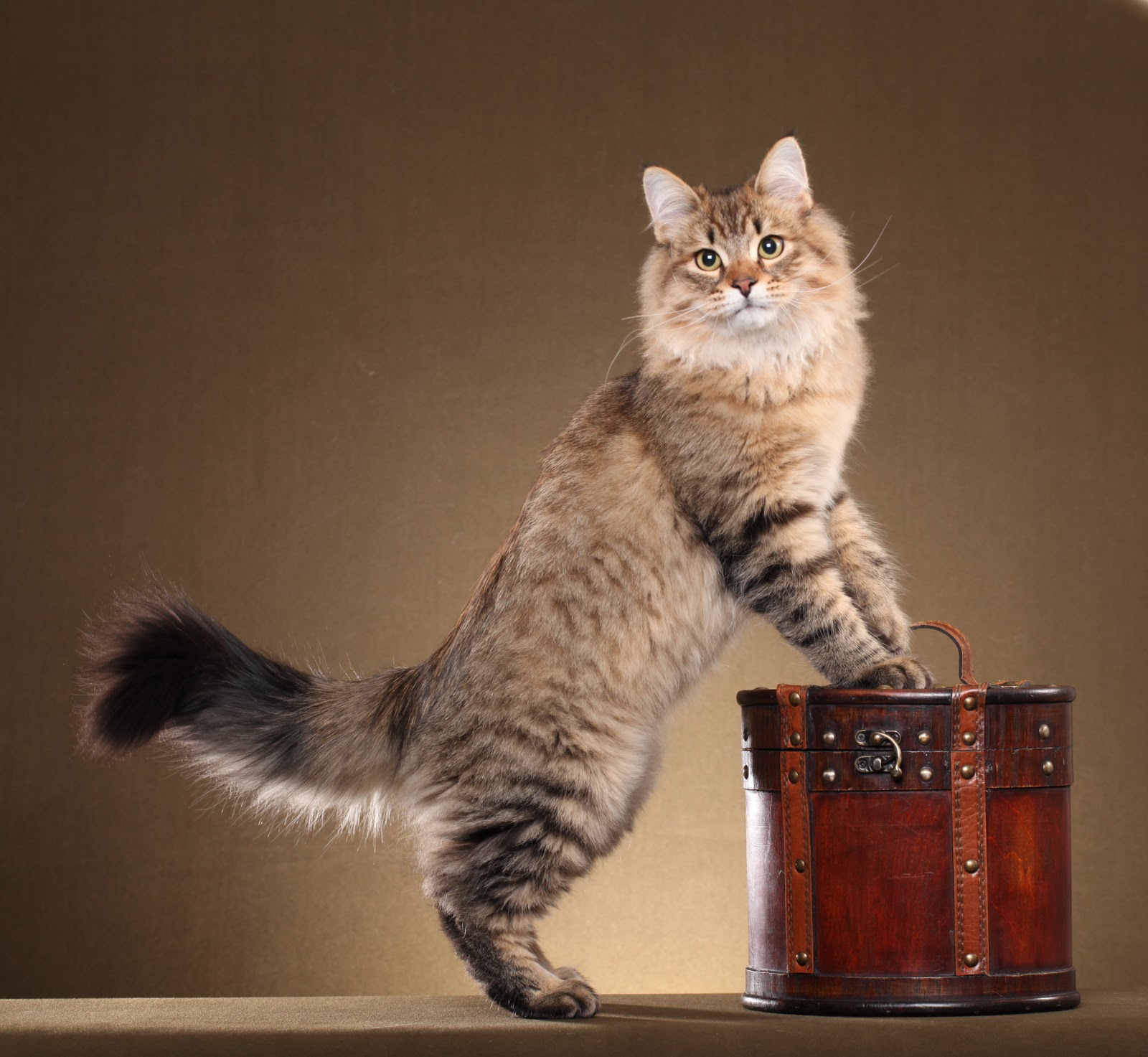 Zastaki.com - Сибирский кот позирует на коричневом фоне