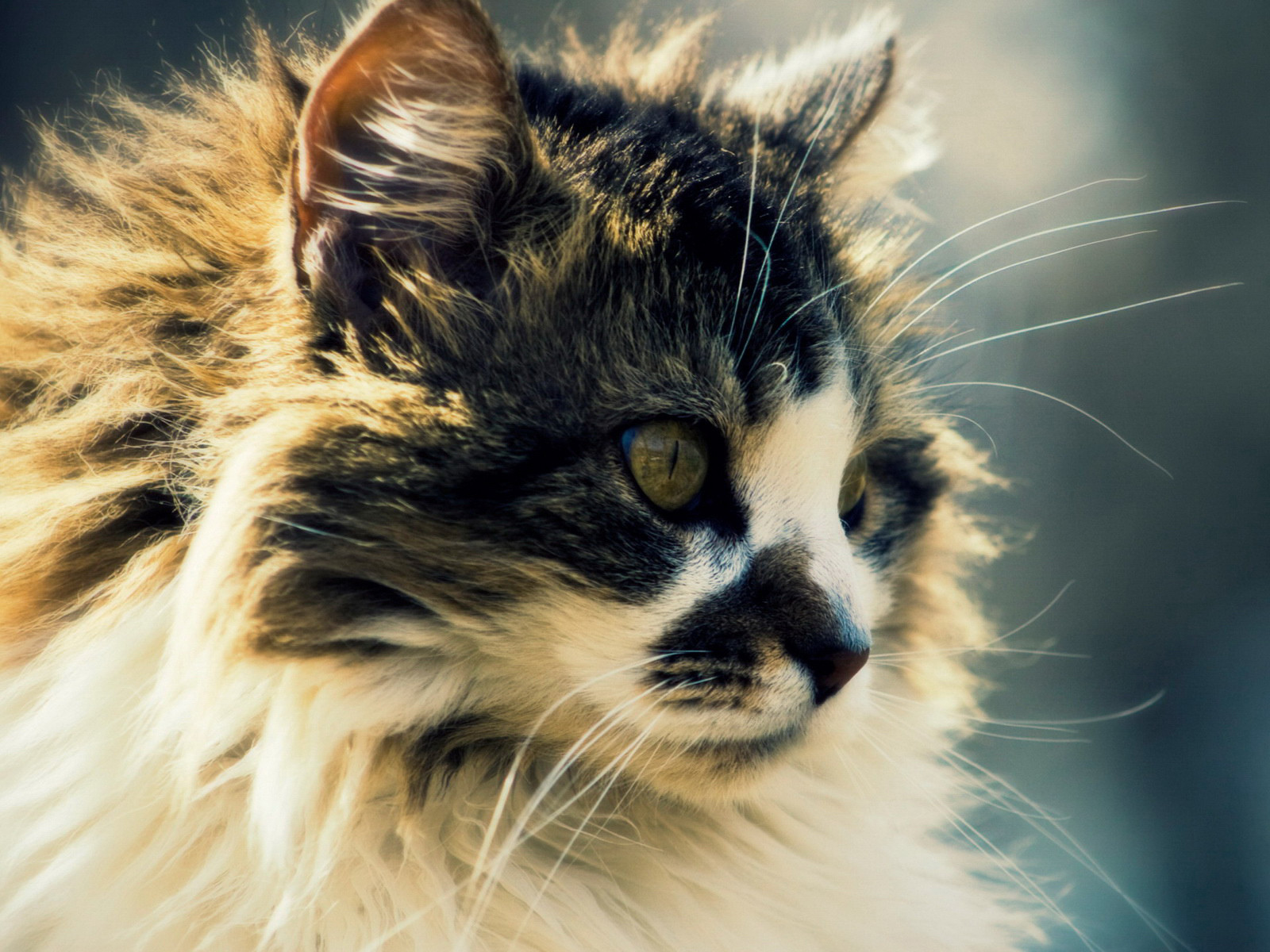 Zastaki.com - Сибирский кот с интересным окрасом