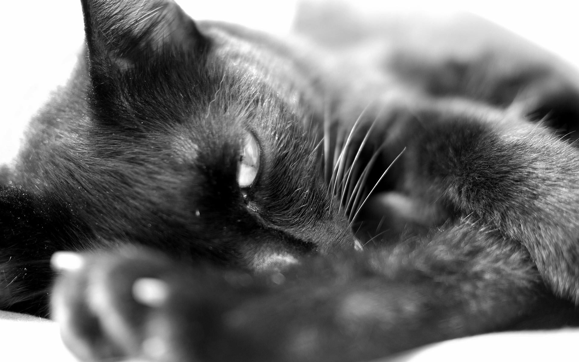 Zastaki.com - Сонный чёрный кот