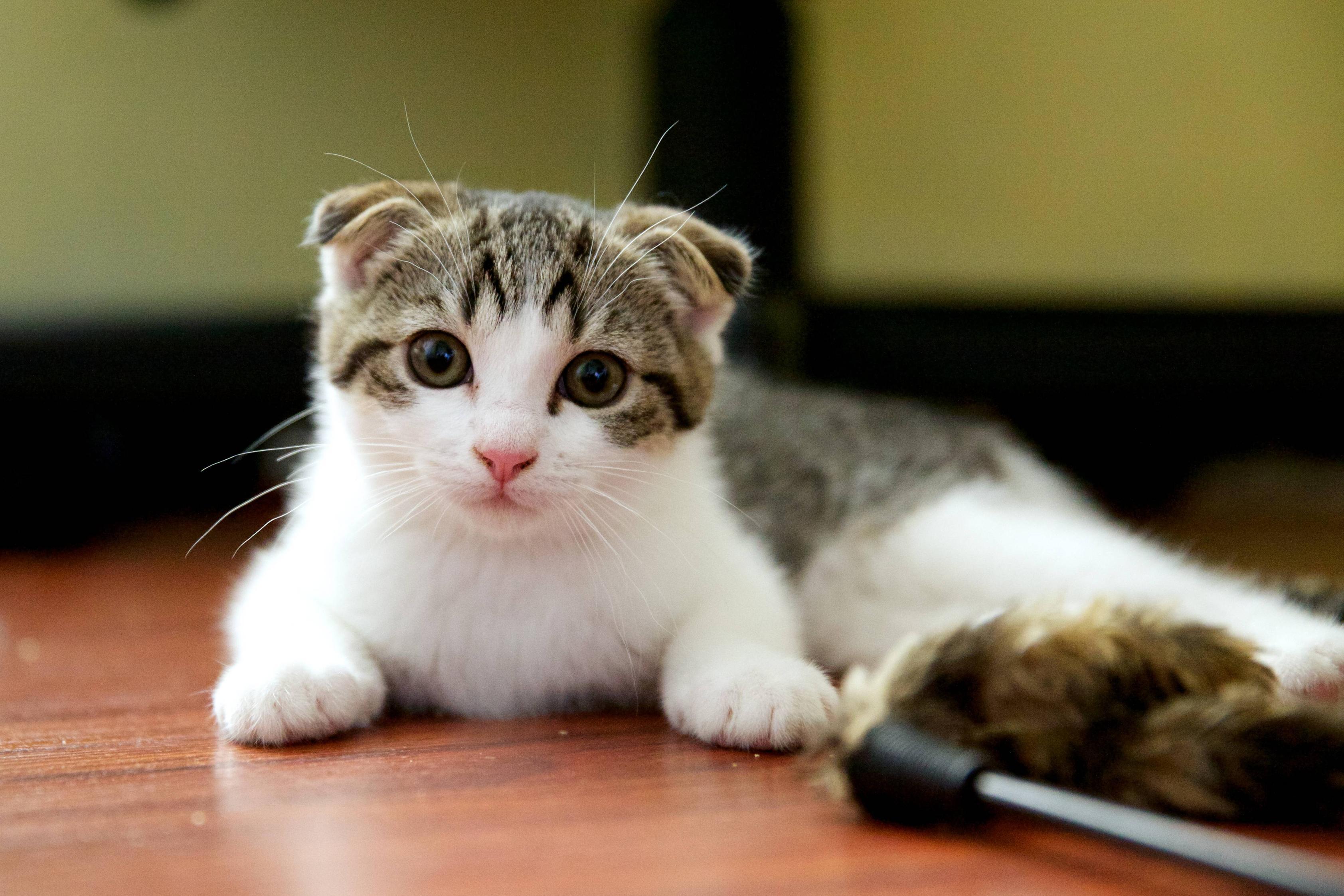 Small Scottish Fold Cat On The Floor Wallpapers And Images
