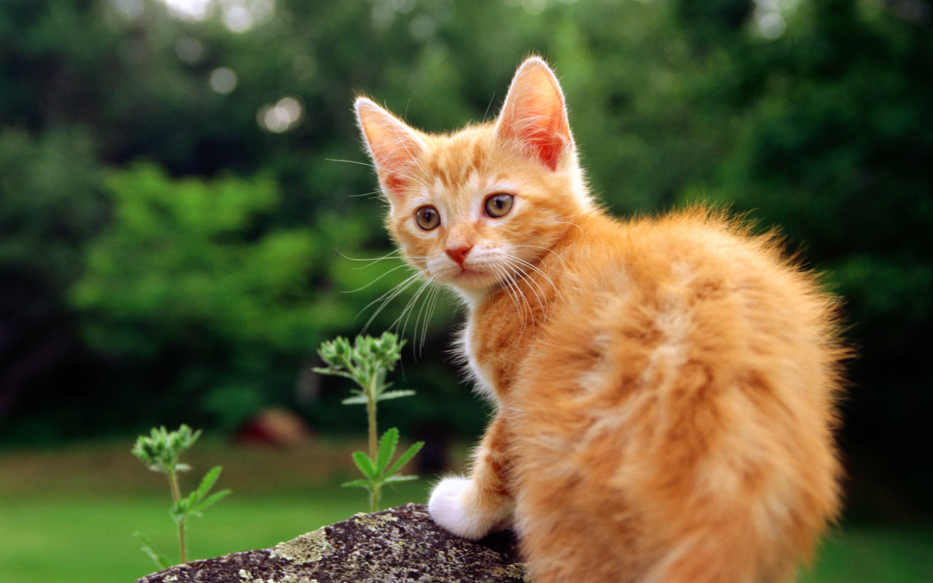 Кис кис котенка. Рыжий котёнок. Красивый рыжий котенок. Рыжие коты. Красивые кошки.