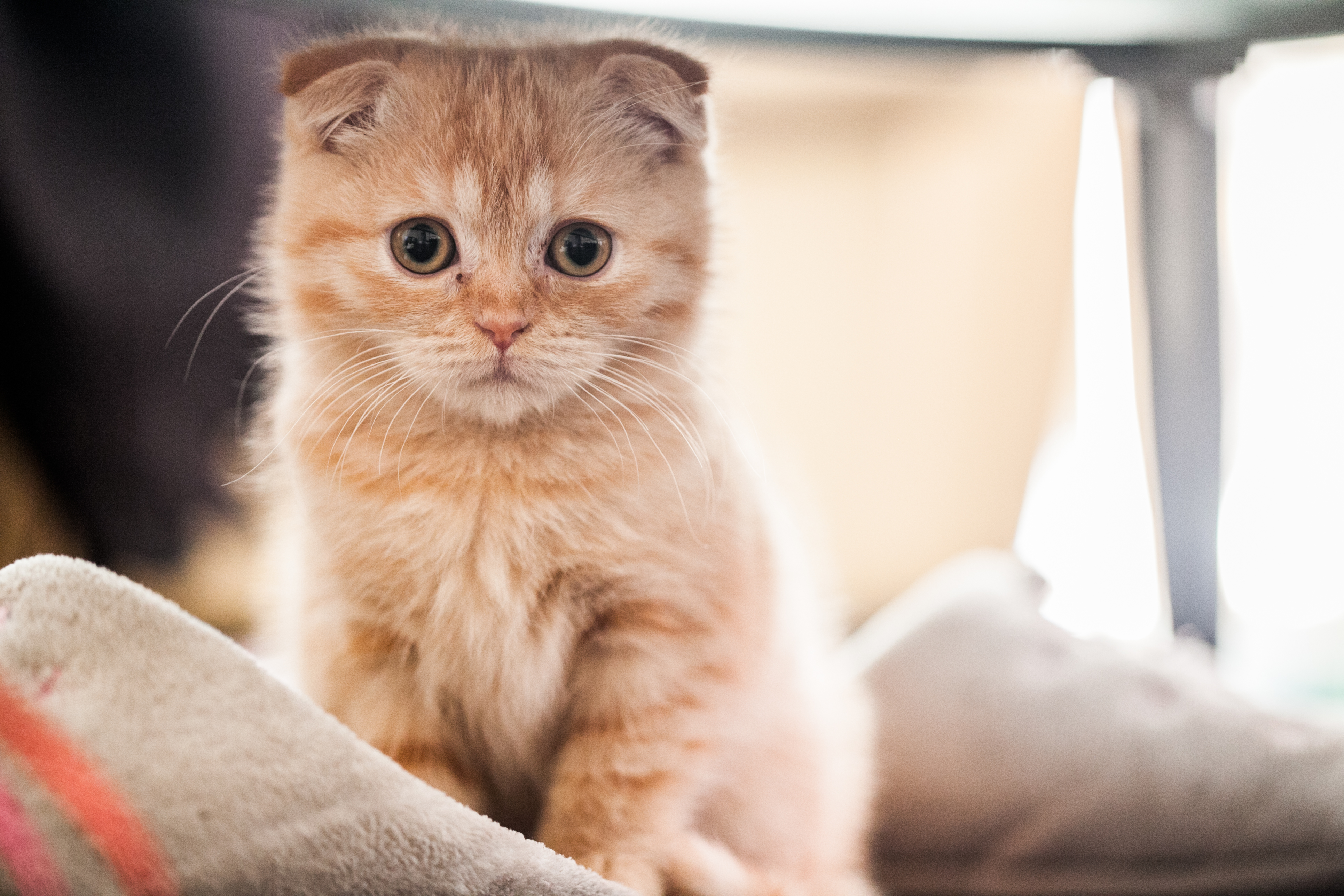 Шотландские Вислоухие Котята Рыжие Фото