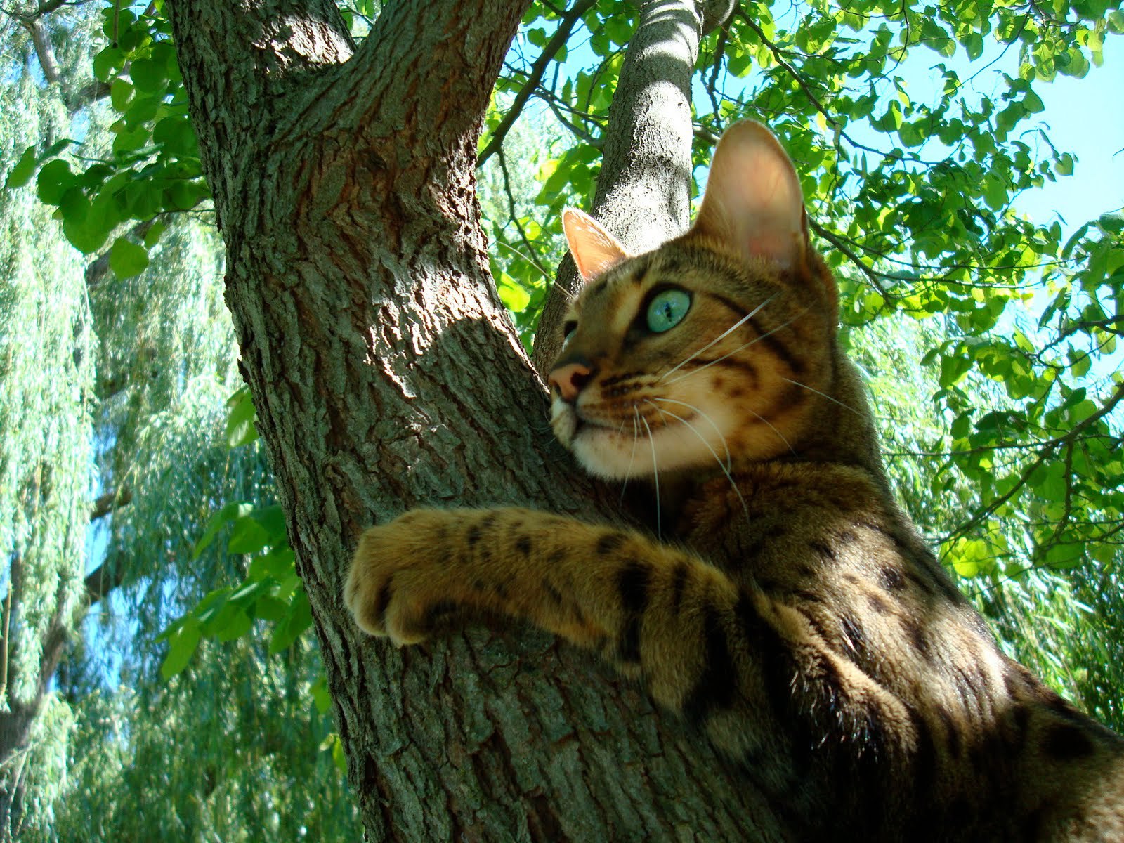 Animals___Cats_Young_Bengal_cat_on_a_tree_045475_.jpg