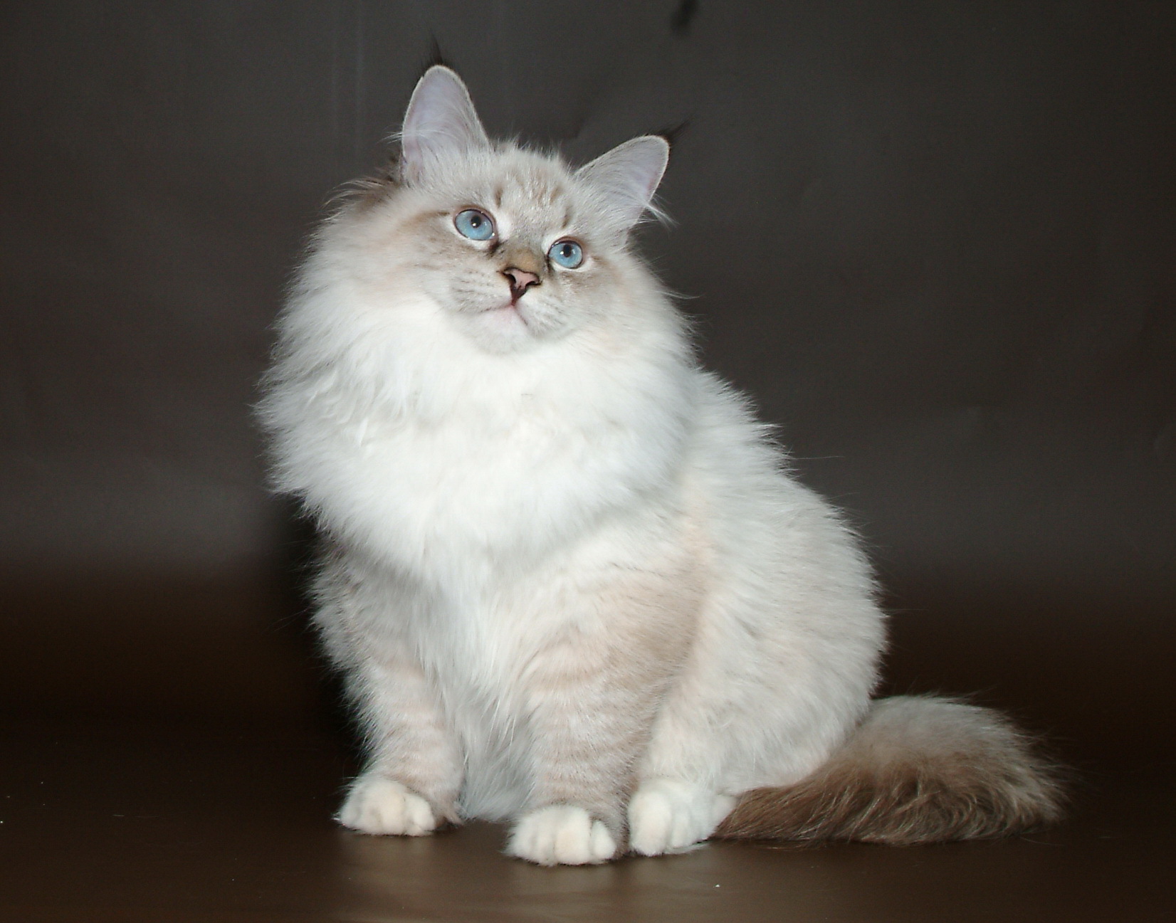 Zastaki.com - Молодой красивый сибирский кот позирует