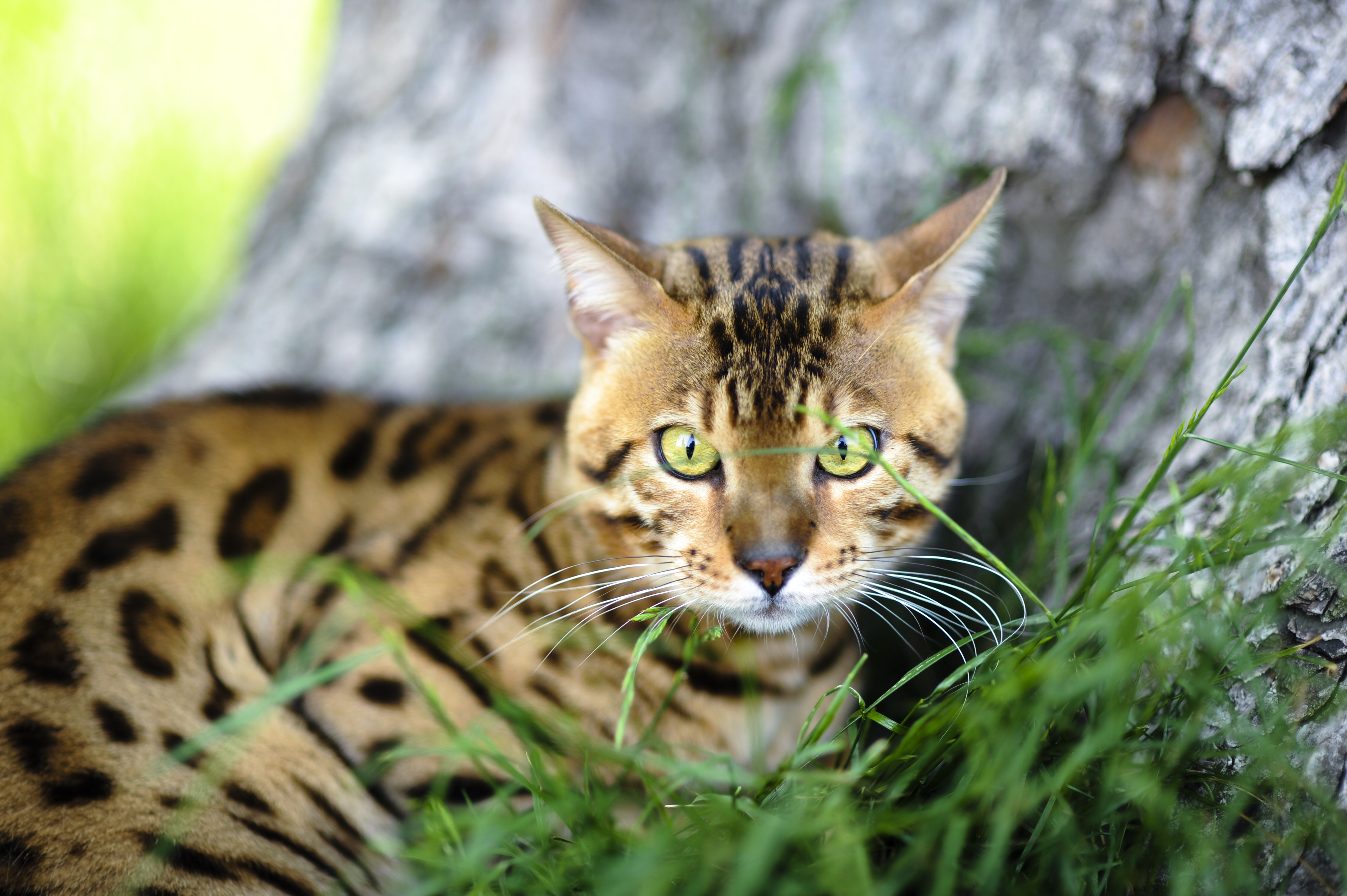 Любая порода кошек. Бенгальская кошка Дикая. Дикий бенгальский кот. Леопардовая кошка. Пятнистая кошка.