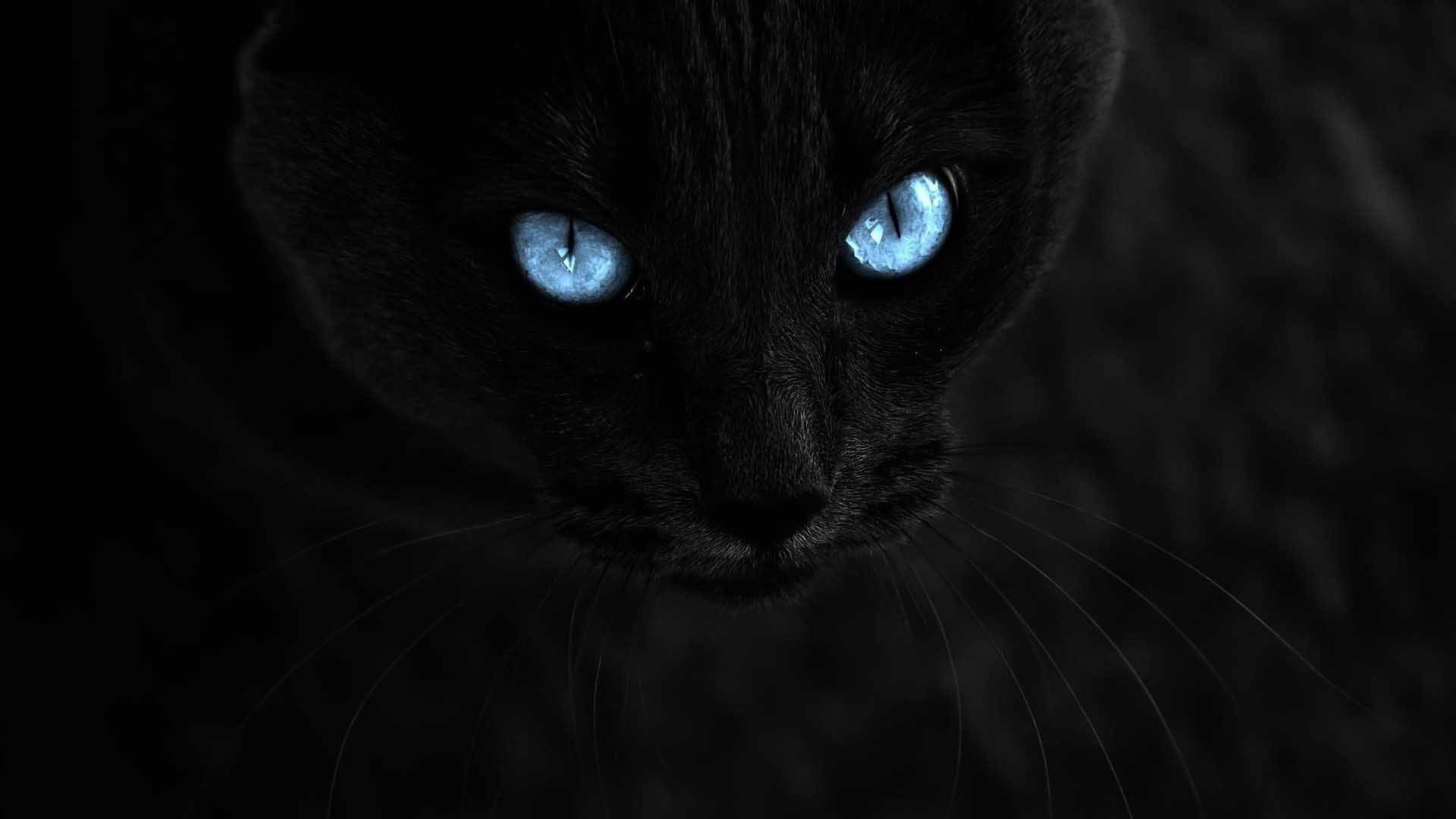 Черный Кот Фото Красивые