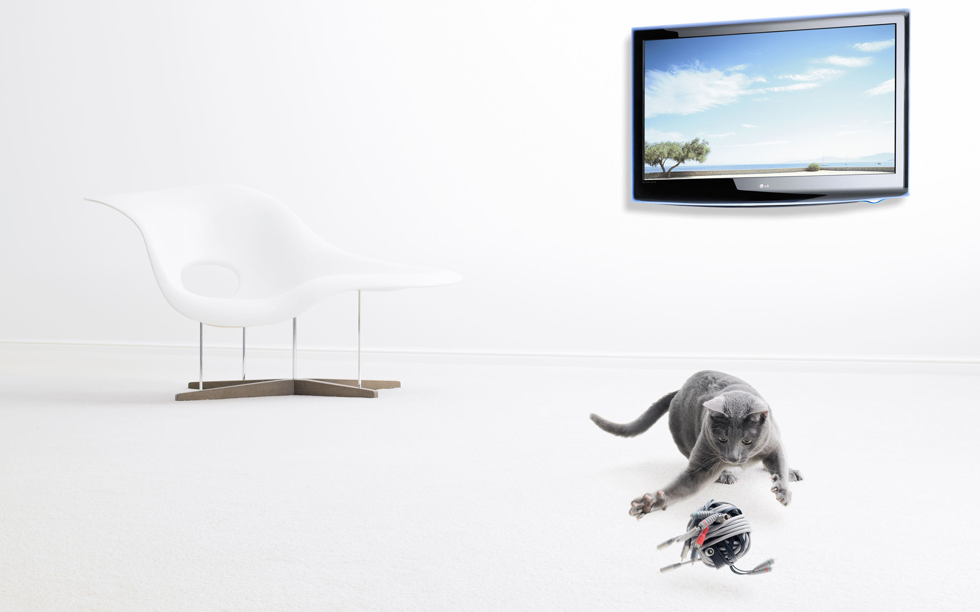 Серый кот и его игрушка - обои для рабочего стола, картинки, фото