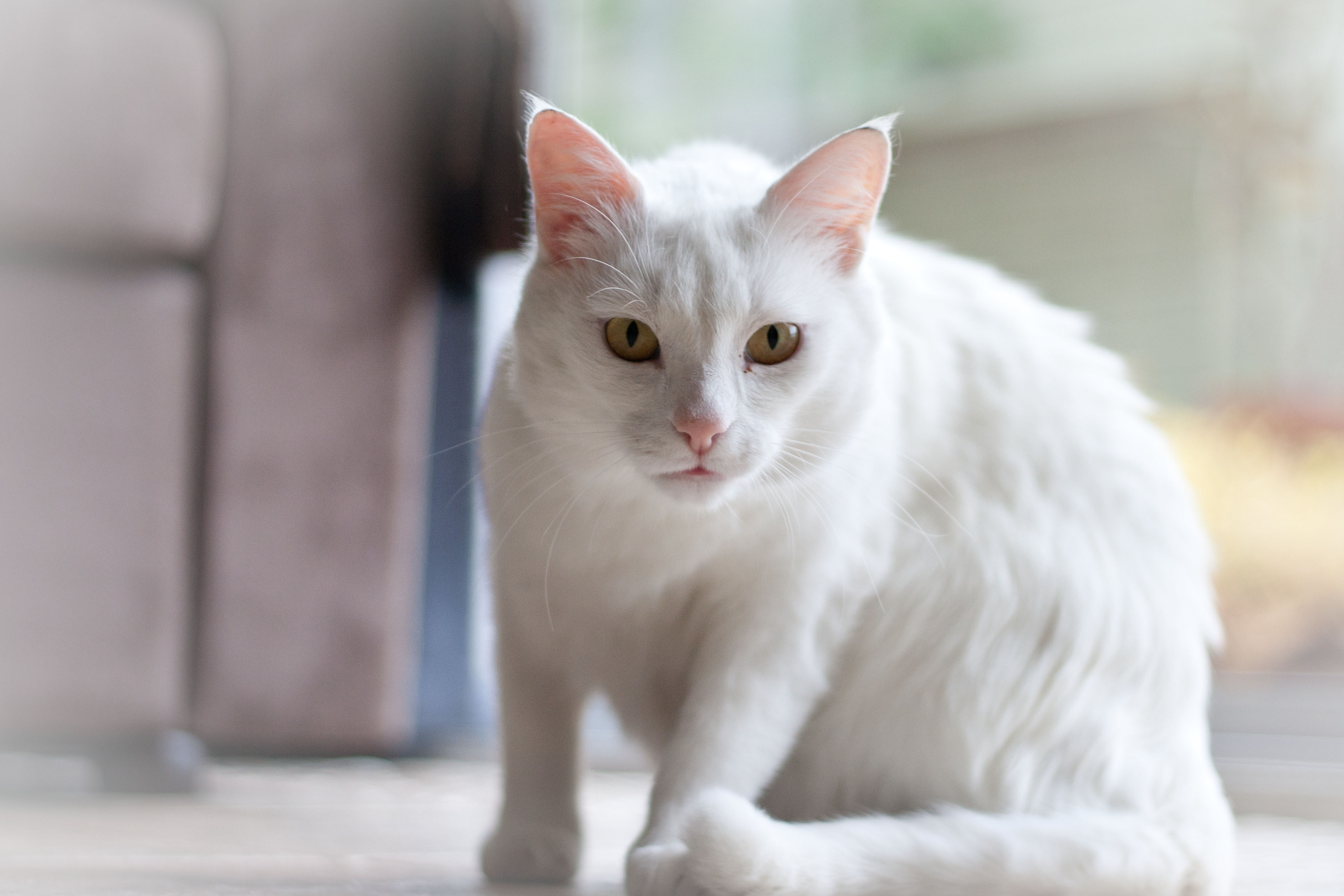 Как называется белая порода кошек. Турецкая ангорская кошка короткошерстная. Турецкая ангора гладкошерстная. Анатолийская короткошерстная кошка белая. Кошка белая турецкая короткошерстная Анатолийская.