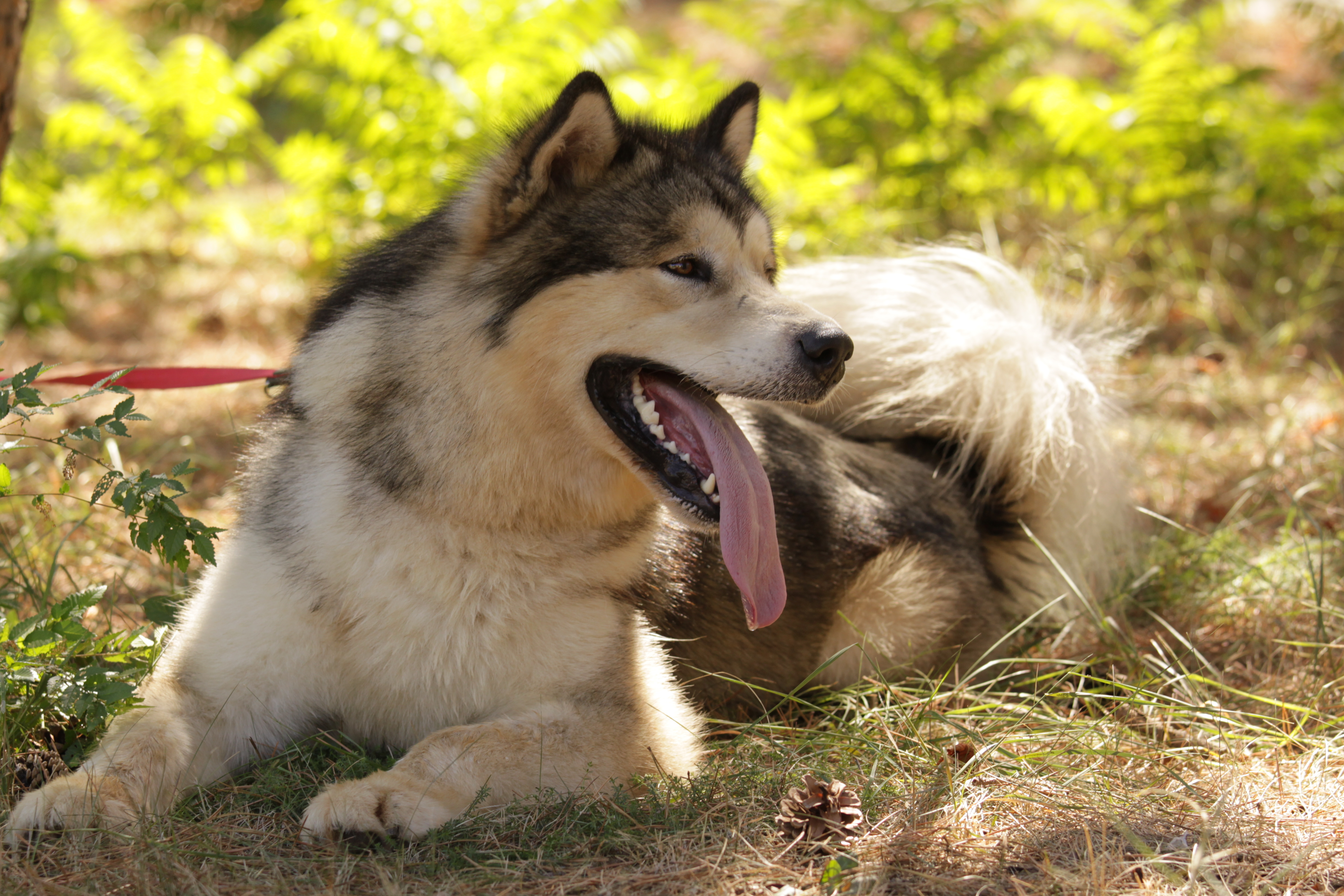 3 animals dogs. Аляскинский маламут. Аляскинский маламут щенок. Маламут золотистый. Собака канадский маламут.