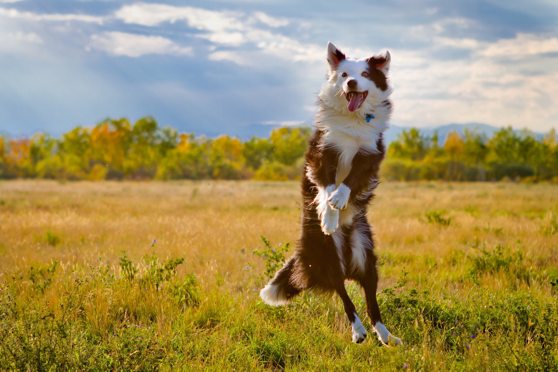 Zastaki.com - Австралийская овчарка в прыжке