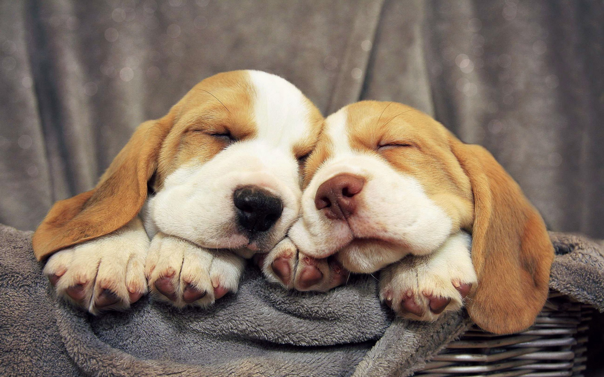Basset hound puppies sweetly sleeping wallpapers and 