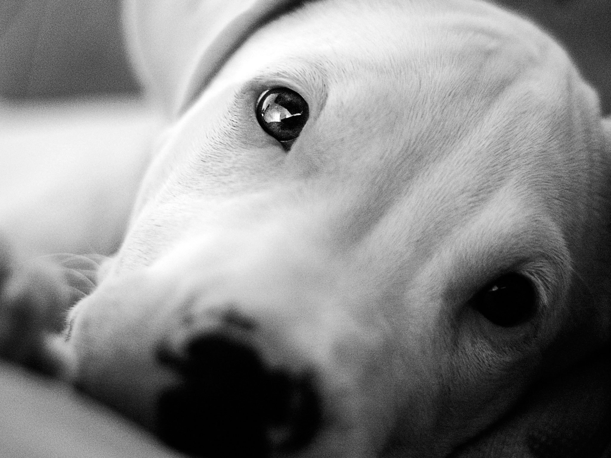 Beautiful eyes Dogo Argentino wallpapers and images ...