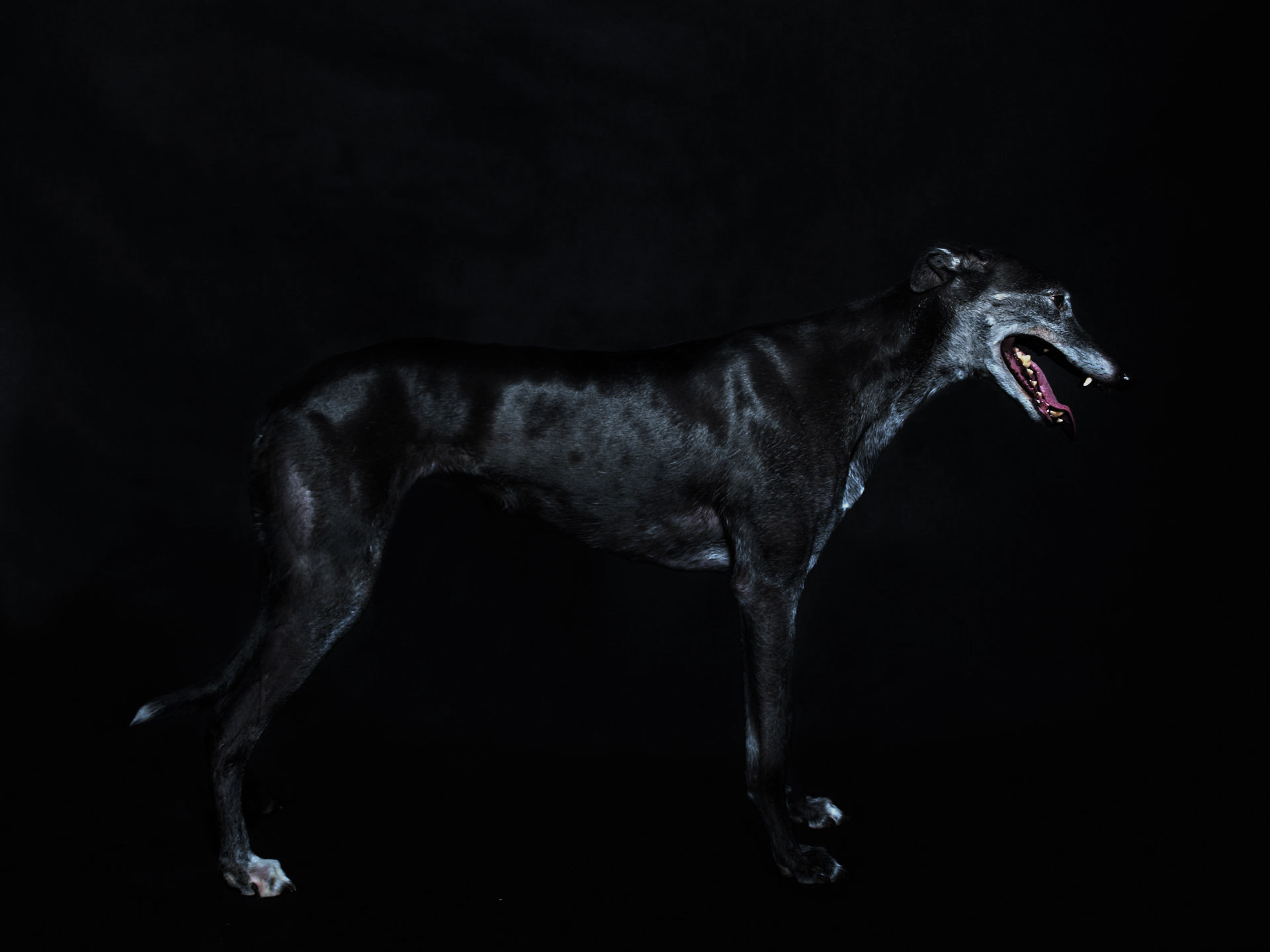 Black Galgo Espanol wallpapers and