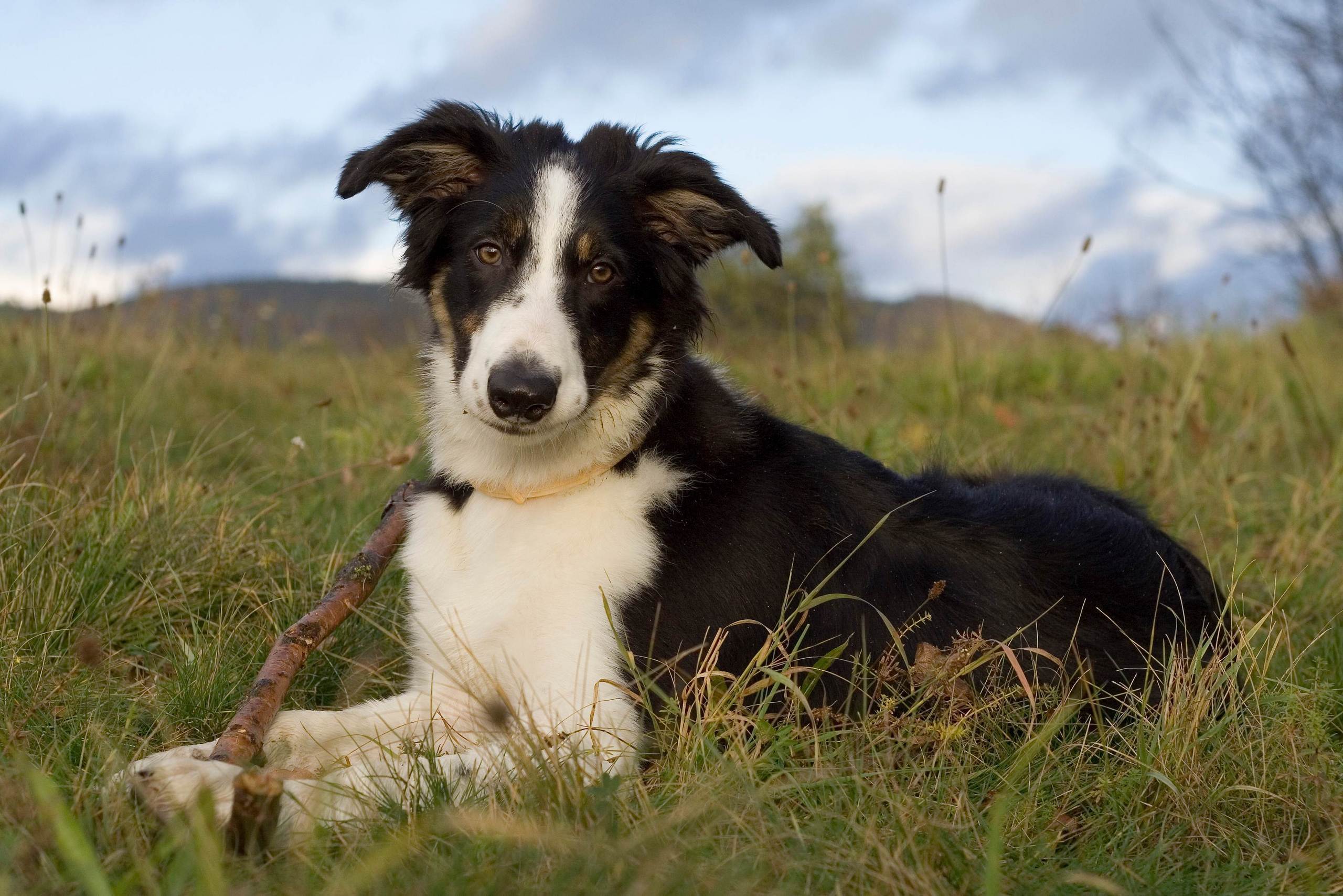 Glencoe Mn Border Collie