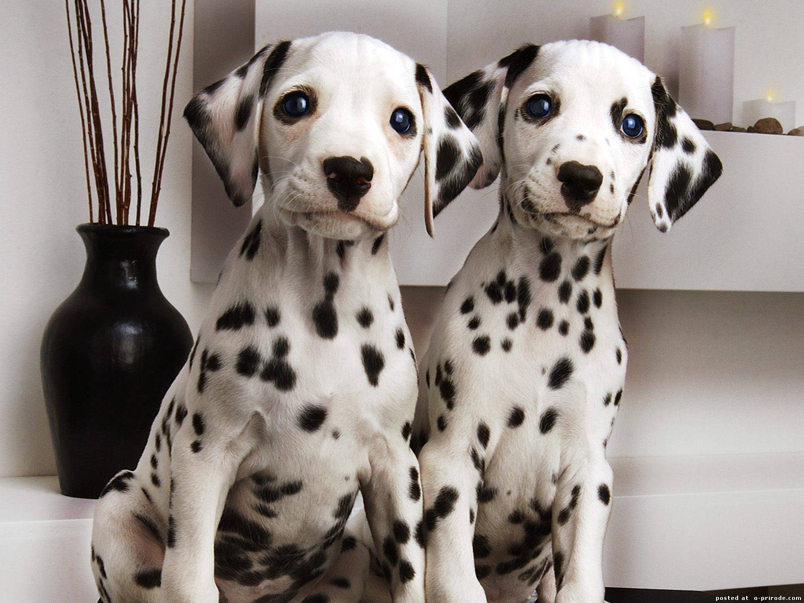 Cute Dalmatian Puppies wallpapers and images 