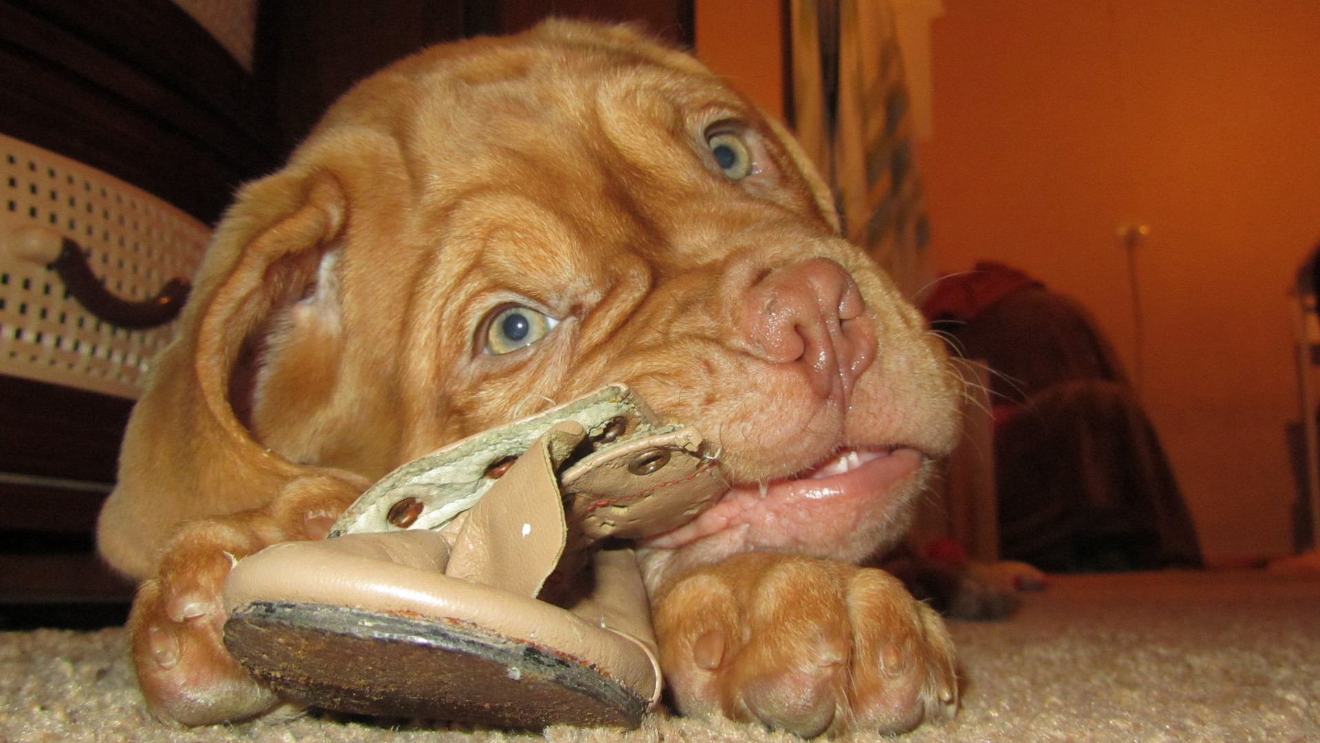 Dogs Ripping Shoes Dogue de Bordeaux ripping up the slipper Desktop wallpapers 1280x1024
