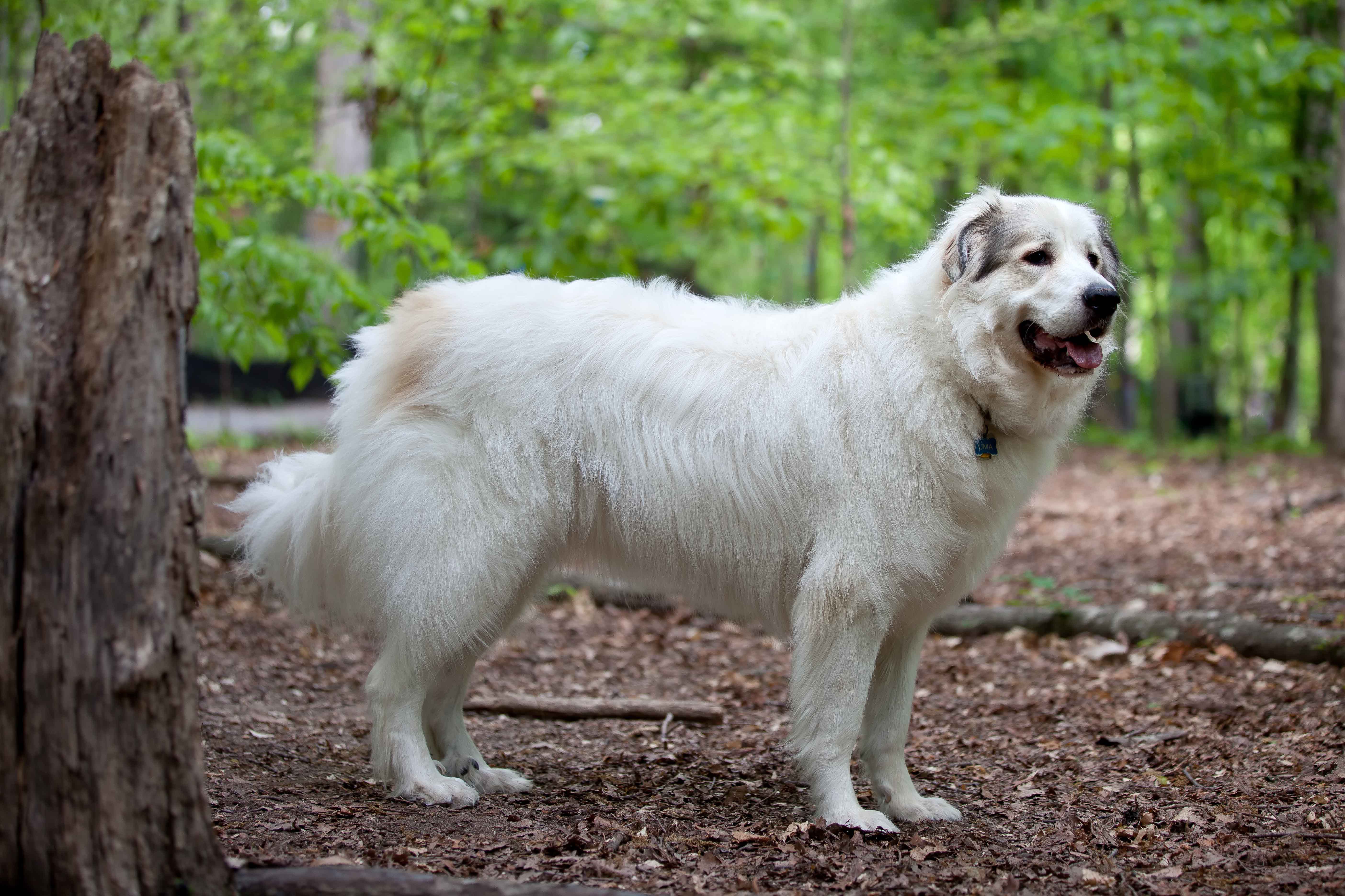 Great Pyrenees dog in the forest wallpapers and images 