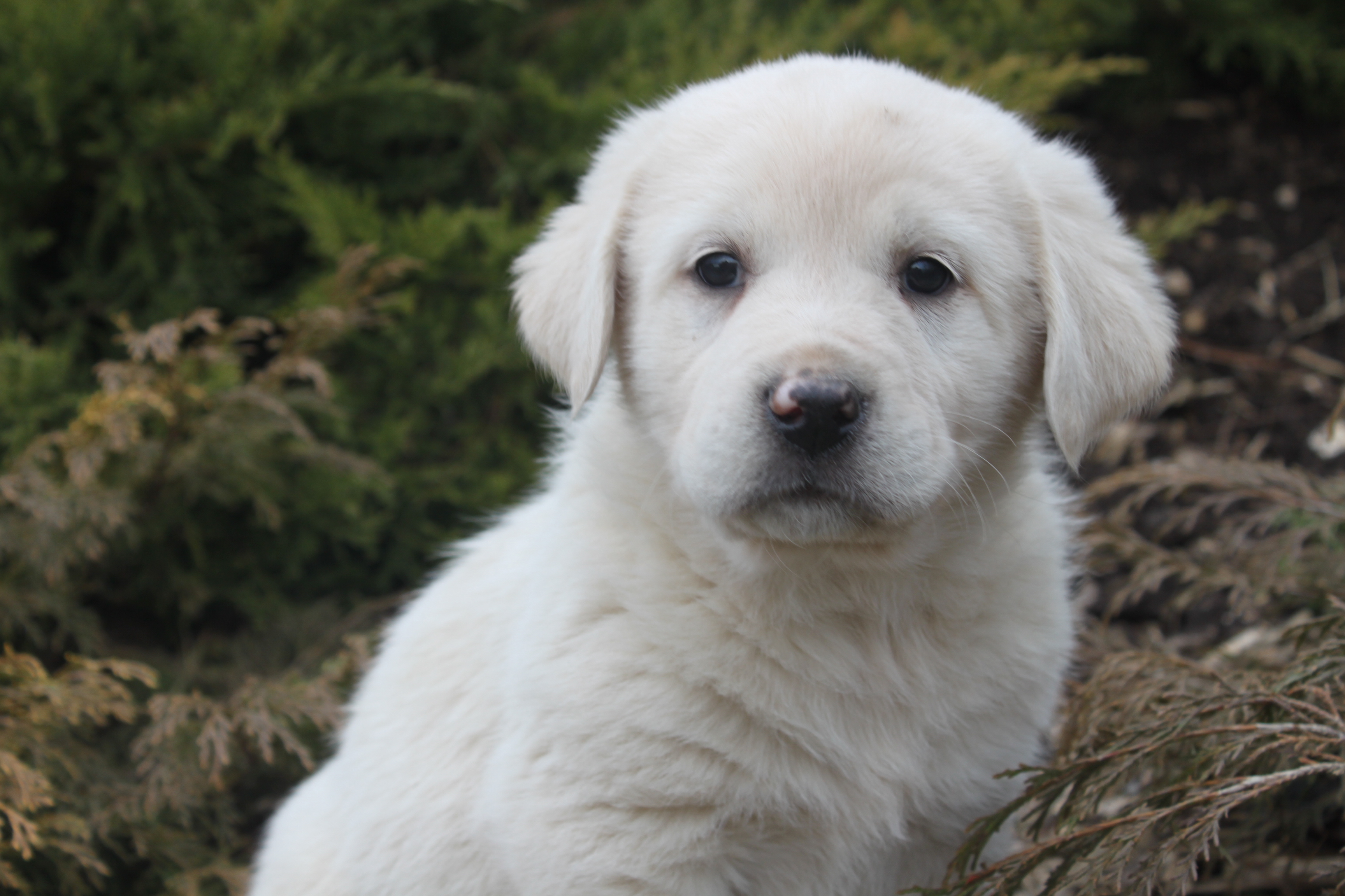 Great Pyrenees puppy dog in the bush wallpapers and images 