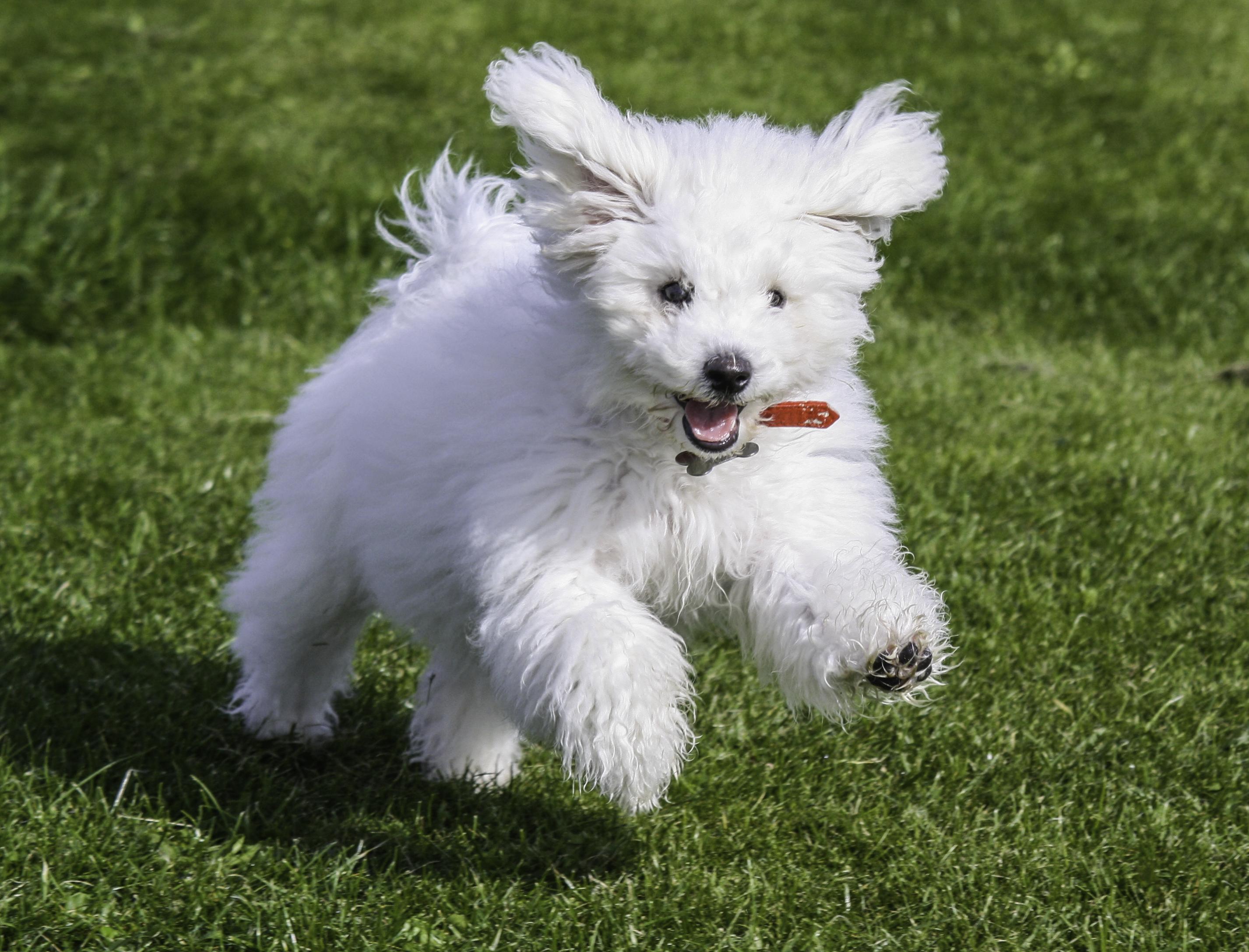 Zastaki.com - Счастливая собака породы бишон-фриз бежит по лужайке