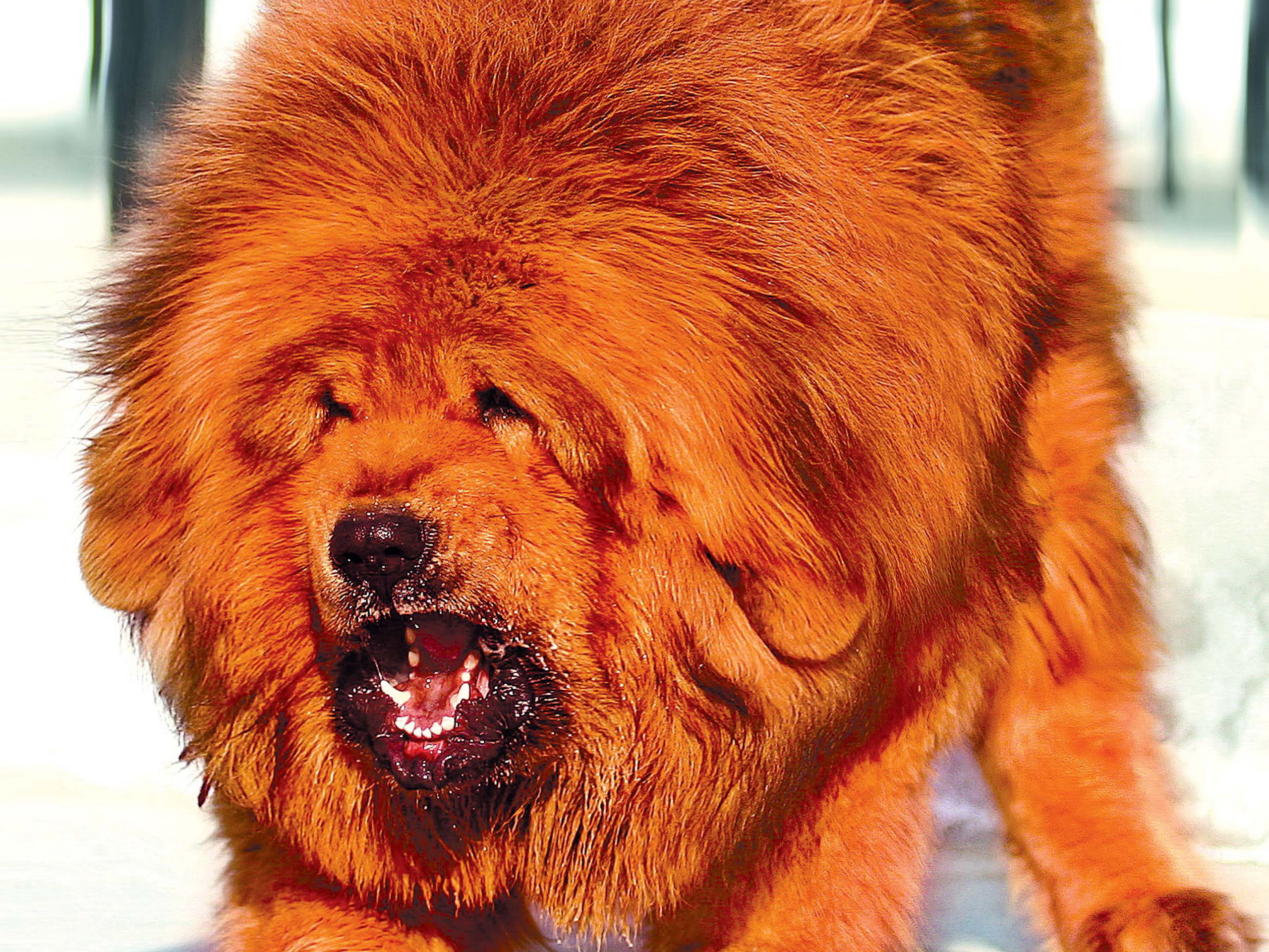Жил у меня рыжий лохматый пес. Тибетский мастиф. Тибетский мастиф Хонг Донг. Тибетский мастиф альбинос. Чистокровный тибетский мастиф.