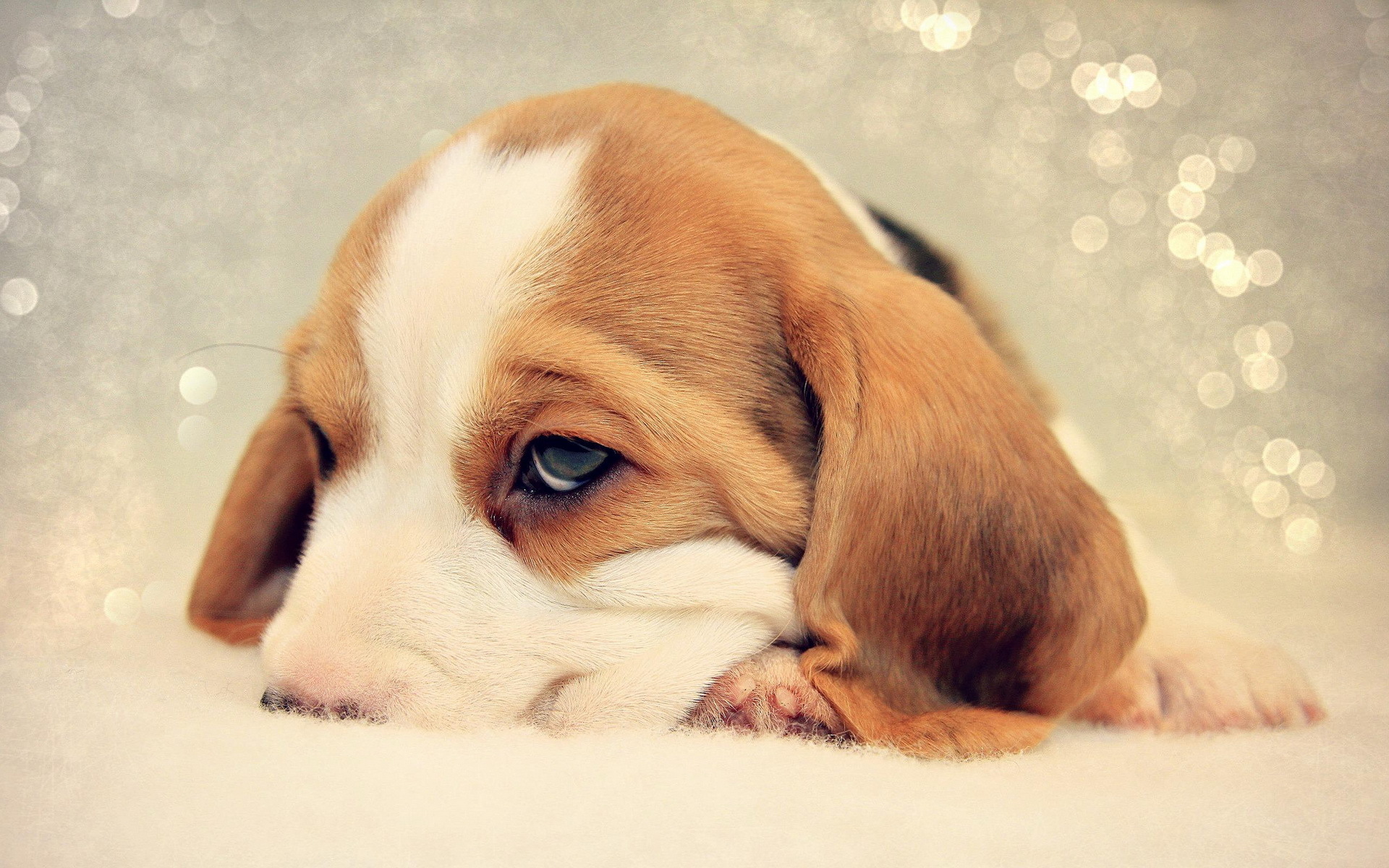 Sad beagle puppy nuzzled in bed Desktop wallpapers 640x480