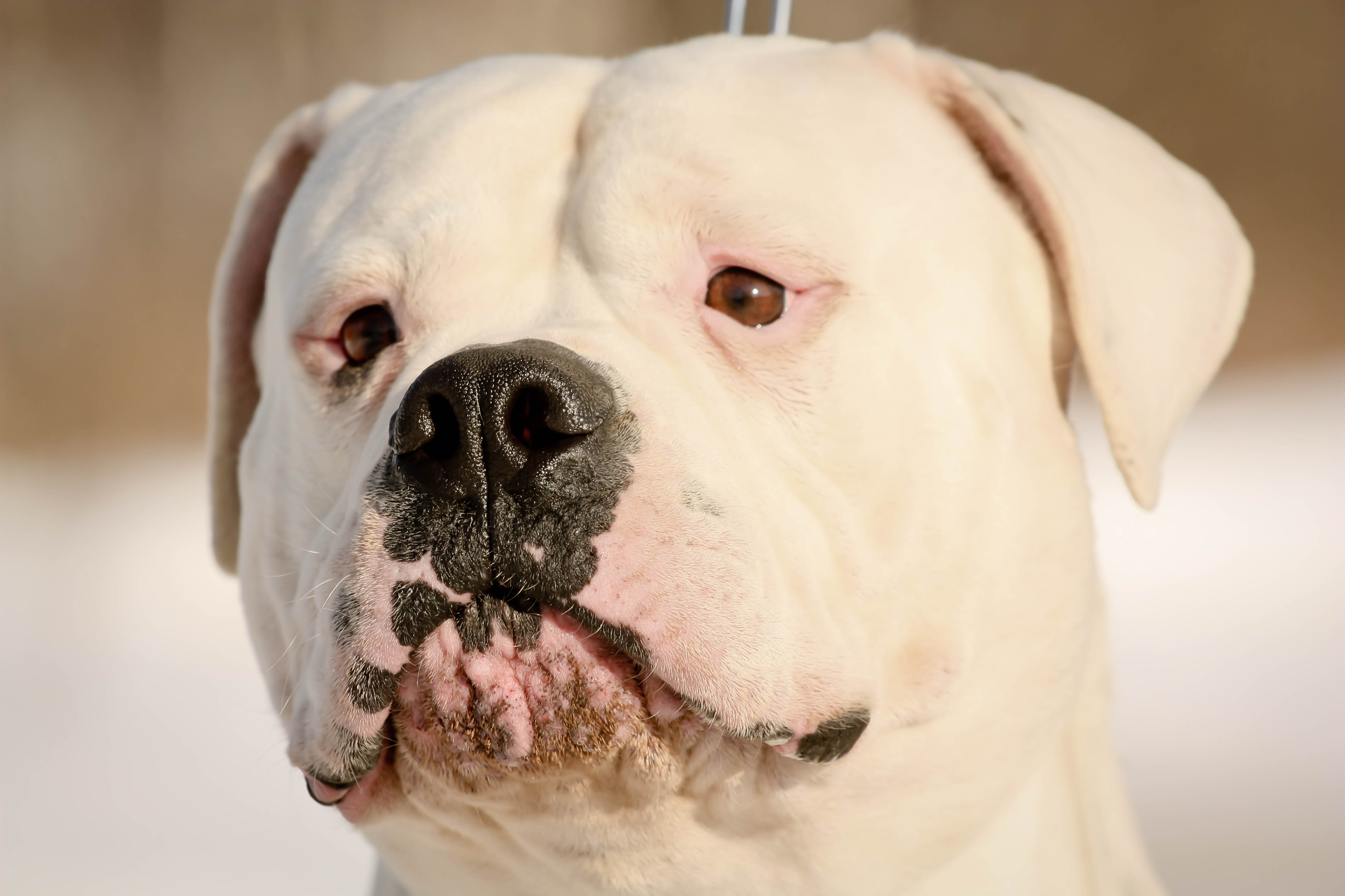 Bulldoze your Heart with an American Bulldog