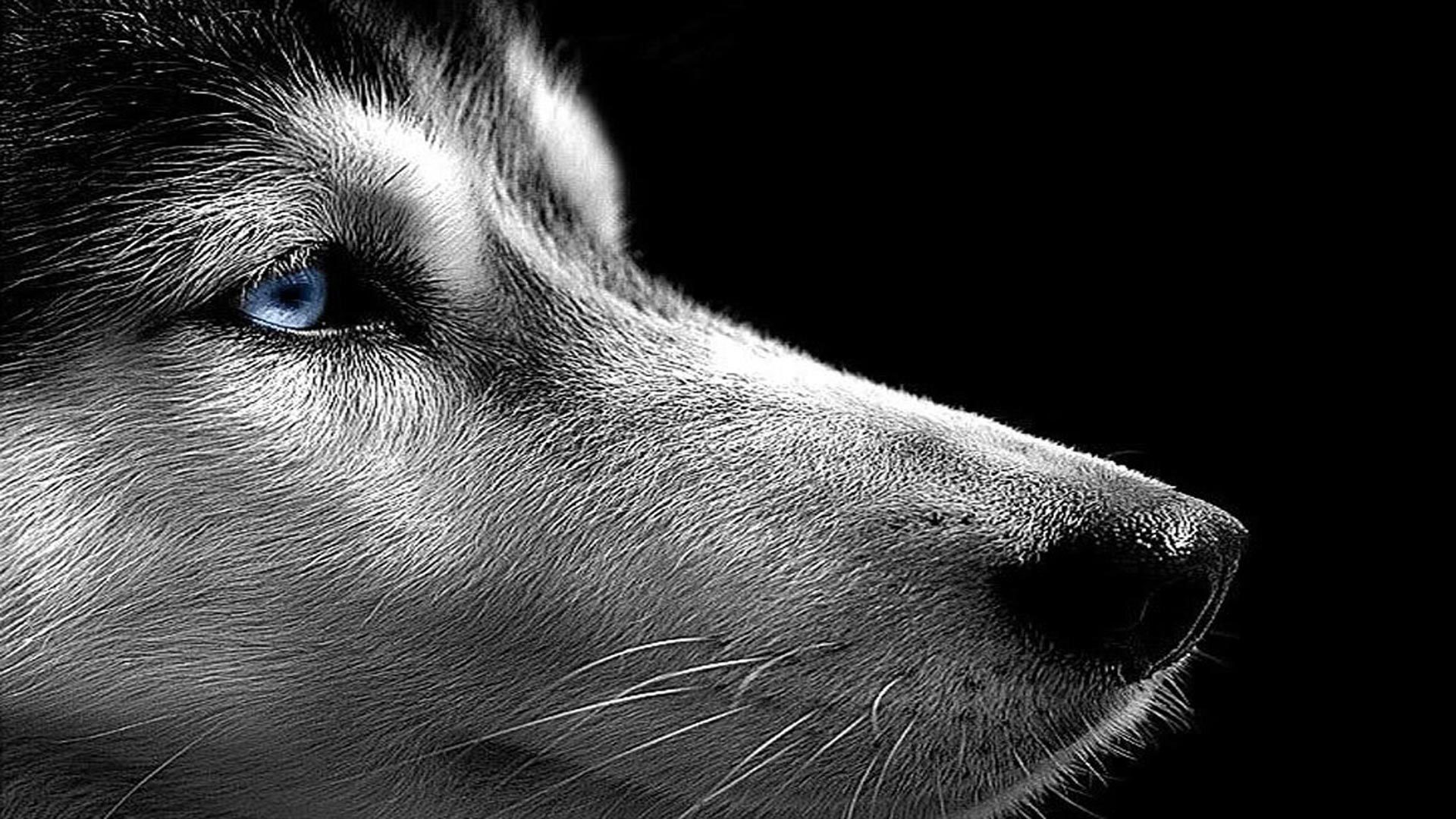 ну очень прикольные фоны Animals___Dogs_Siberian_Husky_on_the_Black_background_048488_