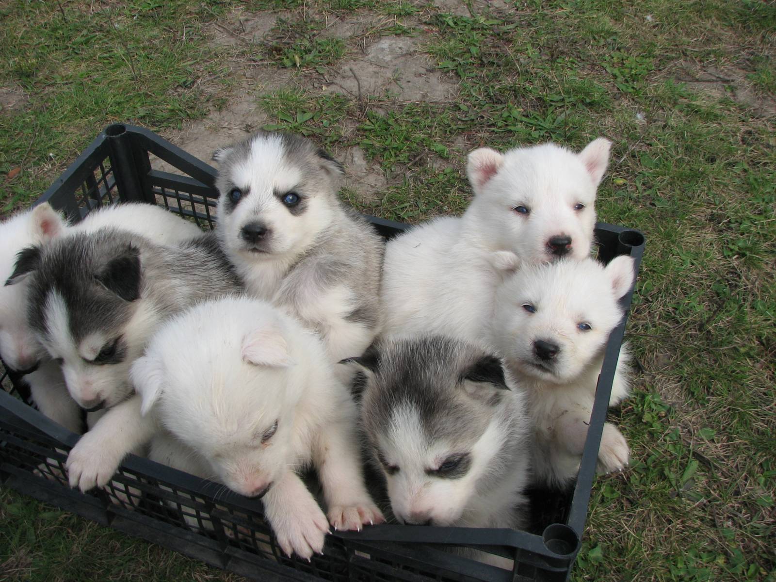 Корзина полная сибирских хаски - обои для рабочего стола, картинки, фото