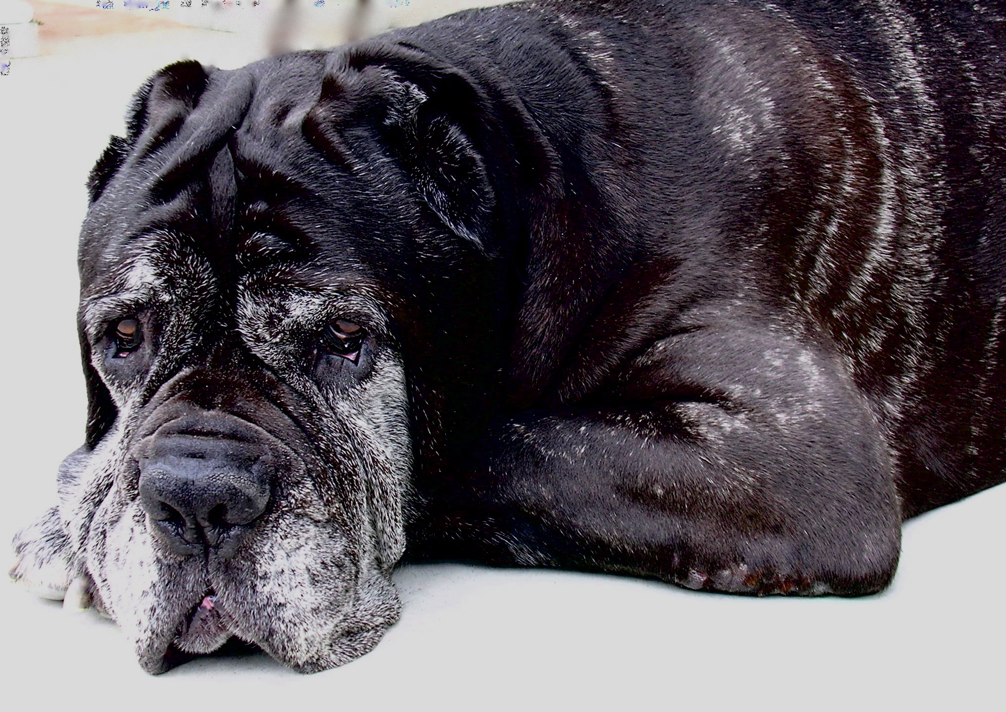 The Old Black Spanish Mastiff Wallpapers And Images Wallpapers Pictures Photos